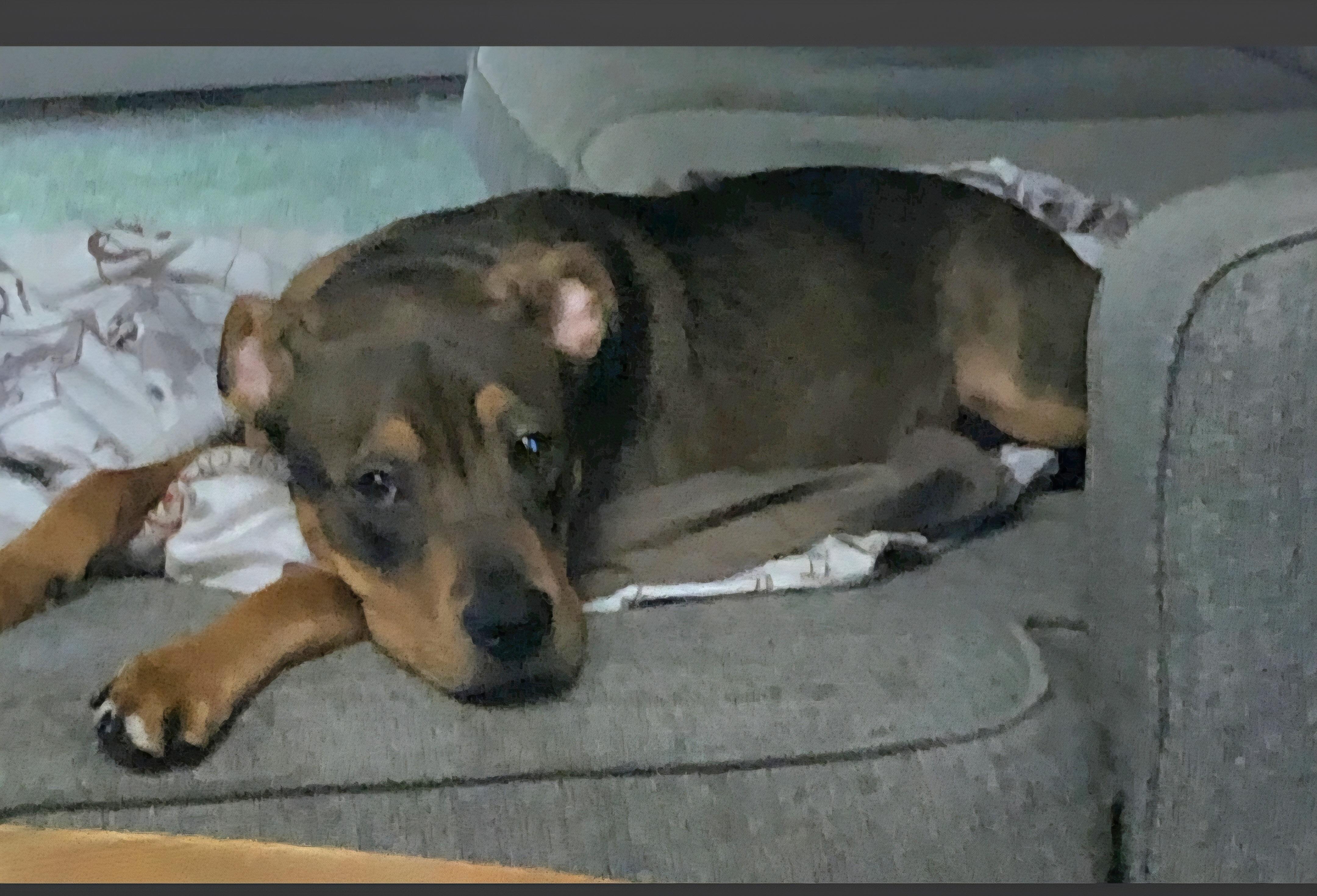 Chico-**Courtesy post **, a ADOPTABLE mixed breed in Jamestown, ND image 5/5