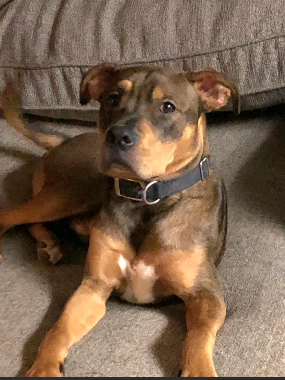 Chico-**Courtesy post **, a ADOPTABLE mixed breed in Jamestown, ND image 1/5