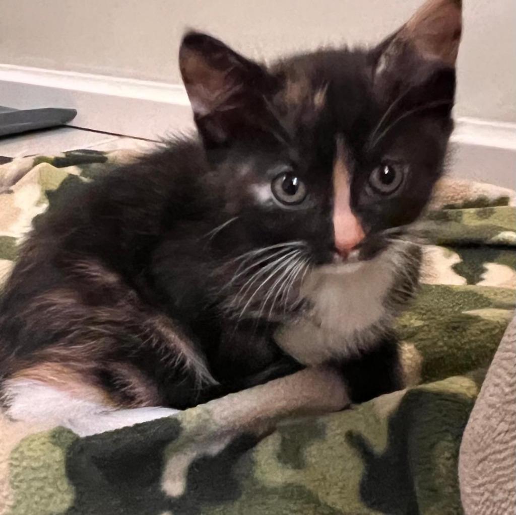 Alyssa, Adoptable, Kitten Female Domestic Short Hair.