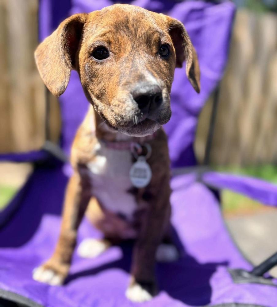 Layla, Adoptable, Puppy Female Hound.