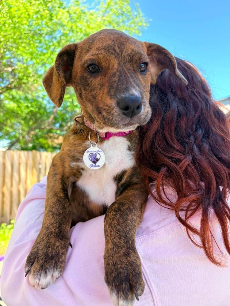 Layla, a Adoptable mixed breed in Alden, NY image 2/3