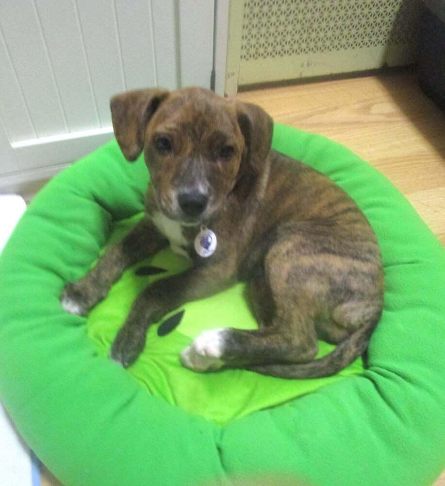 Layla, a Adoptable mixed breed in Alden, NY image 3/3