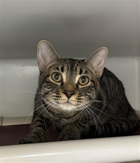 Enlarge MIKO, a Adoptable Domestic Short Hair in Boston, MA image 1/1