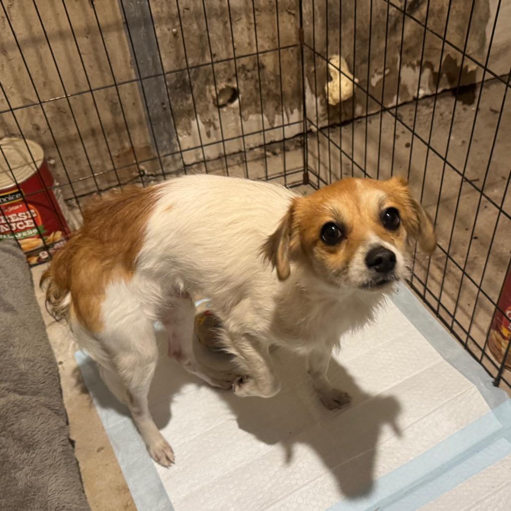 Enlarge Goofy, a Adoptable Jack Russell Terrier in West Plains, MO image 1/3