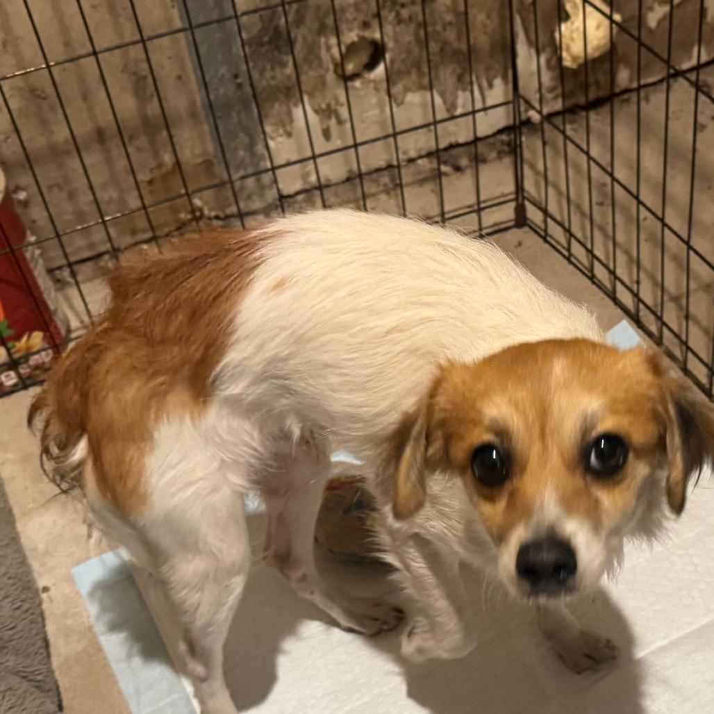 Enlarge Goofy, a Adoptable Jack Russell Terrier in West Plains, MO image 2/3