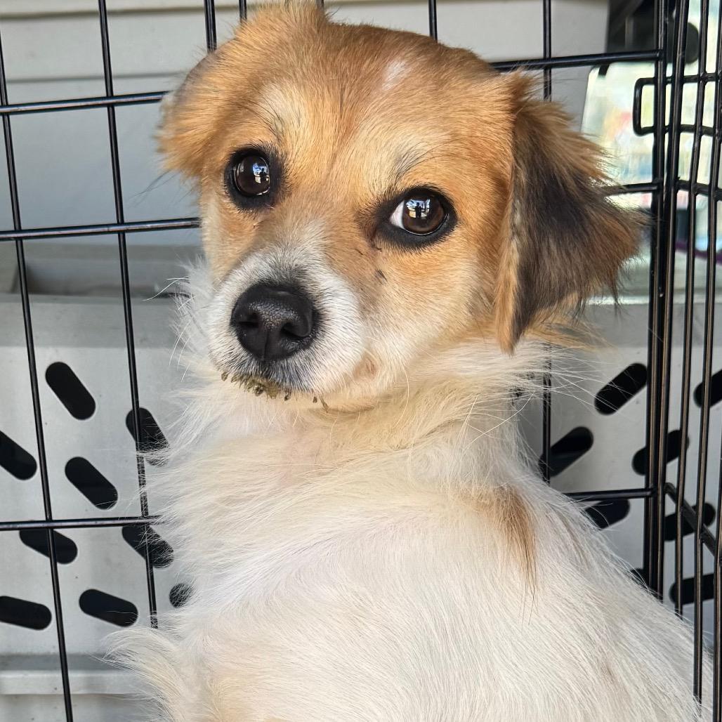 Enlarge Goofy, a Adoptable Jack Russell Terrier in West Plains, MO image 3/3