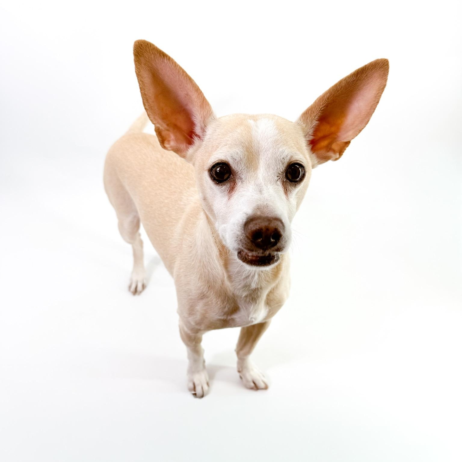 Enlarge Peter, a Adoptable Chihuahua in Scottsdale, AZ image 3/4
