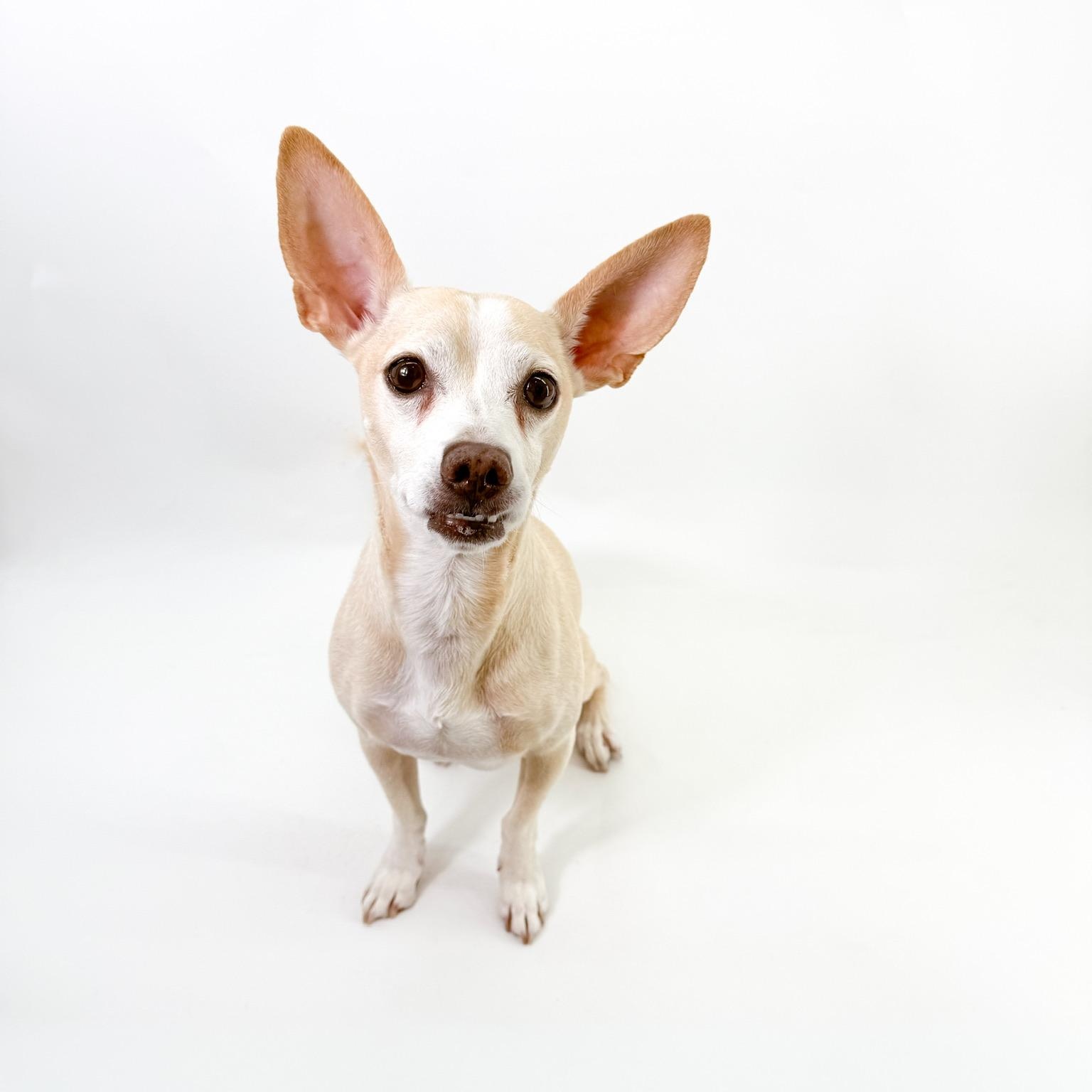 Enlarge Peter, a Adoptable Chihuahua in Scottsdale, AZ image 1/4