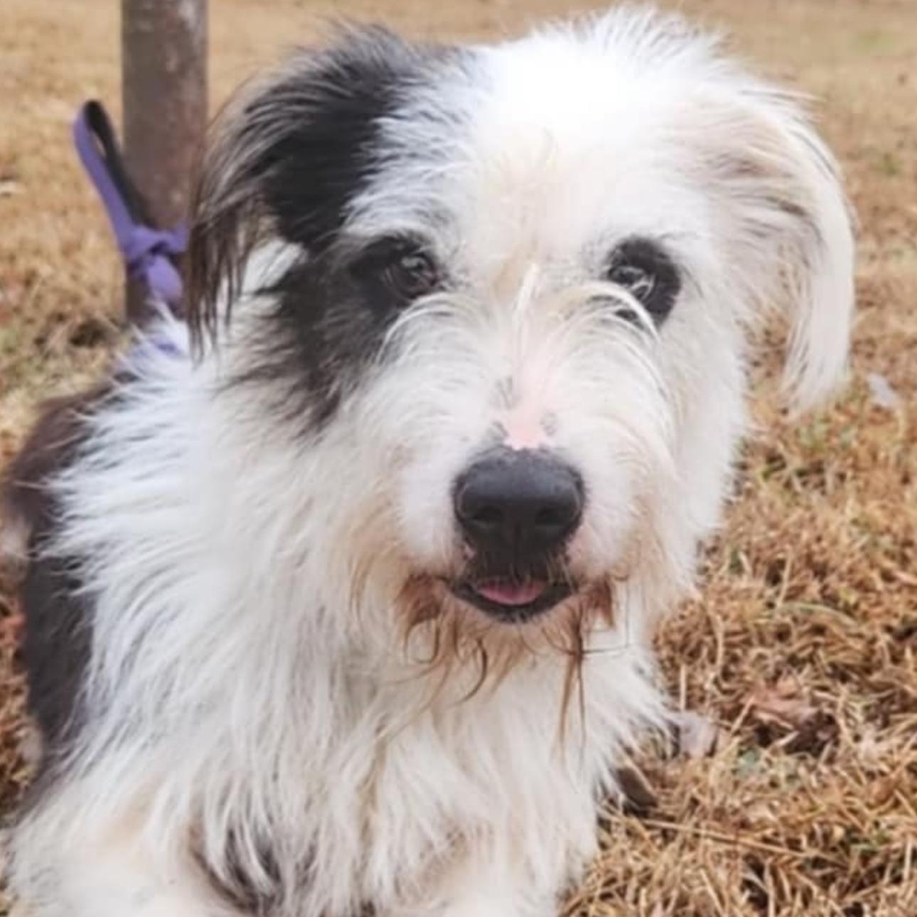 6906 Reagan, a Adoptable mixed breed in Springfield, MO image 1/5