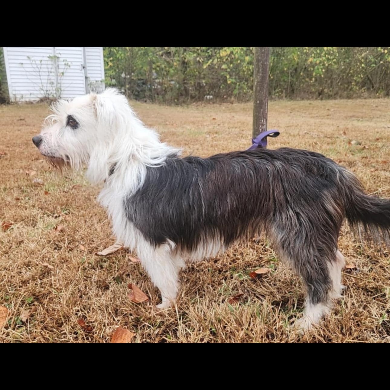 6906 Reagan, a Adoptable mixed breed in Springfield, MO image 3/5