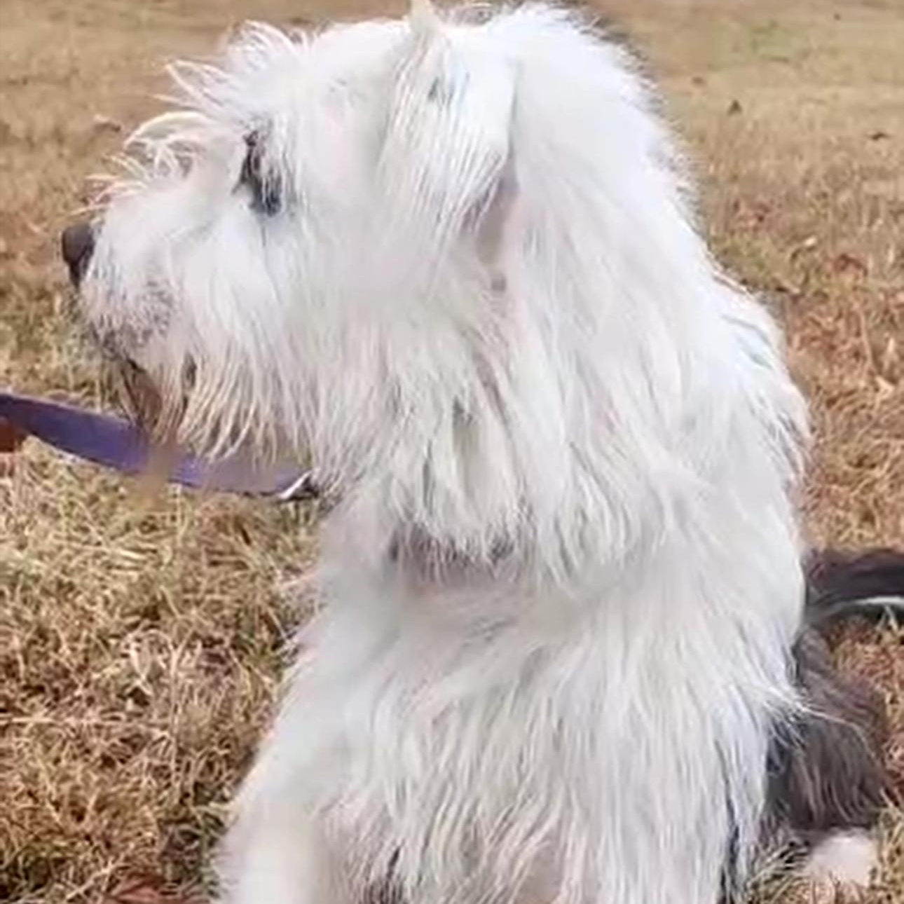 6906 Reagan, a Adoptable mixed breed in Springfield, MO image 2/5