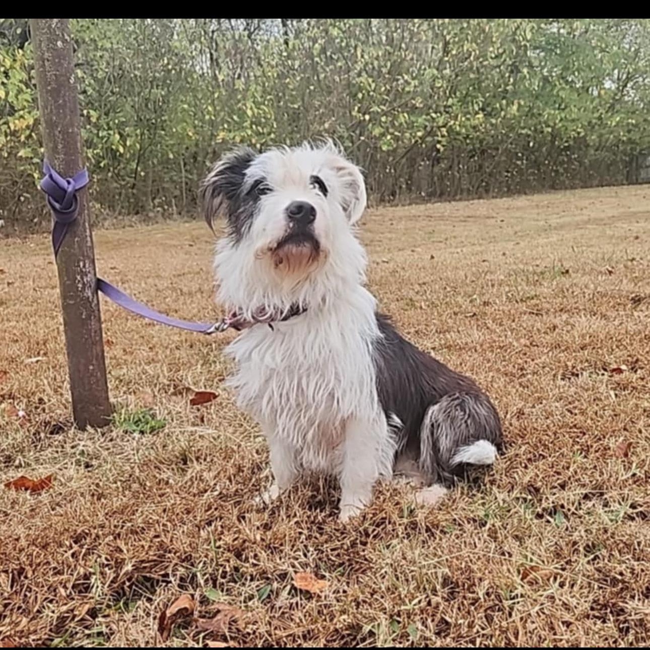 6906 Reagan, a Adoptable mixed breed in Springfield, MO image 5/5