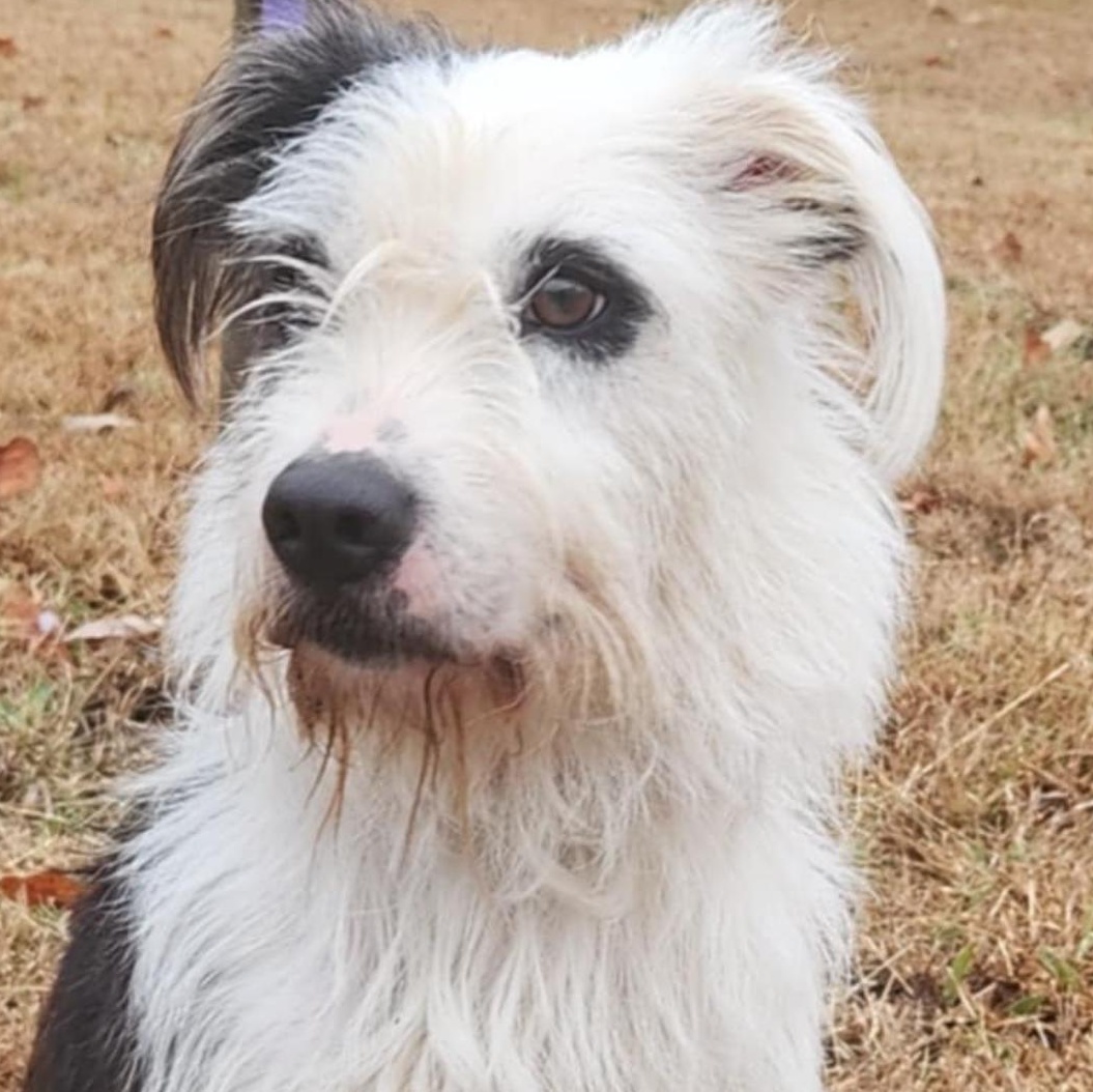 6906 Reagan, a Adoptable mixed breed in Springfield, MO image 4/5