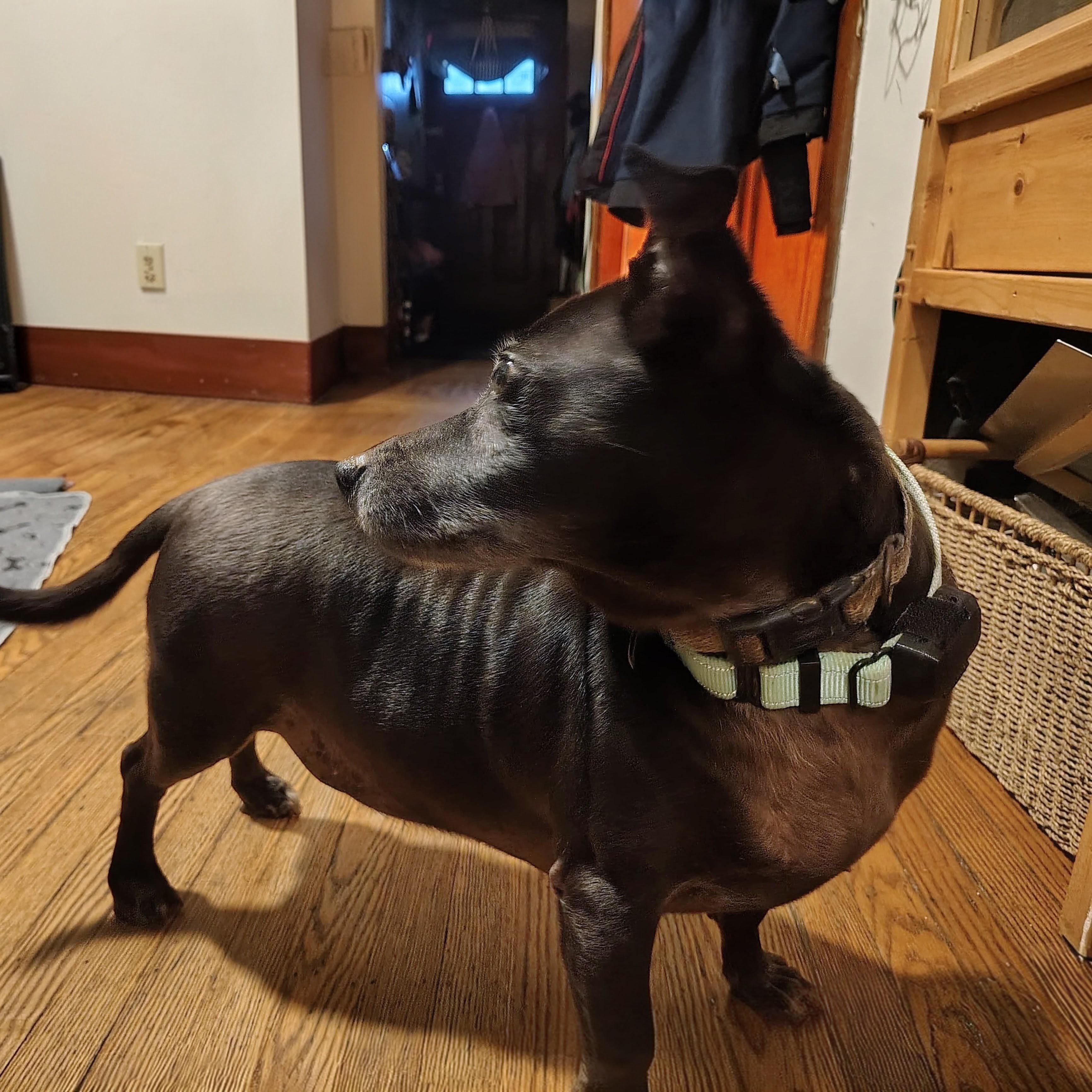 Ben, a Adoptable mixed breed in Baltimore, MD image 2/5