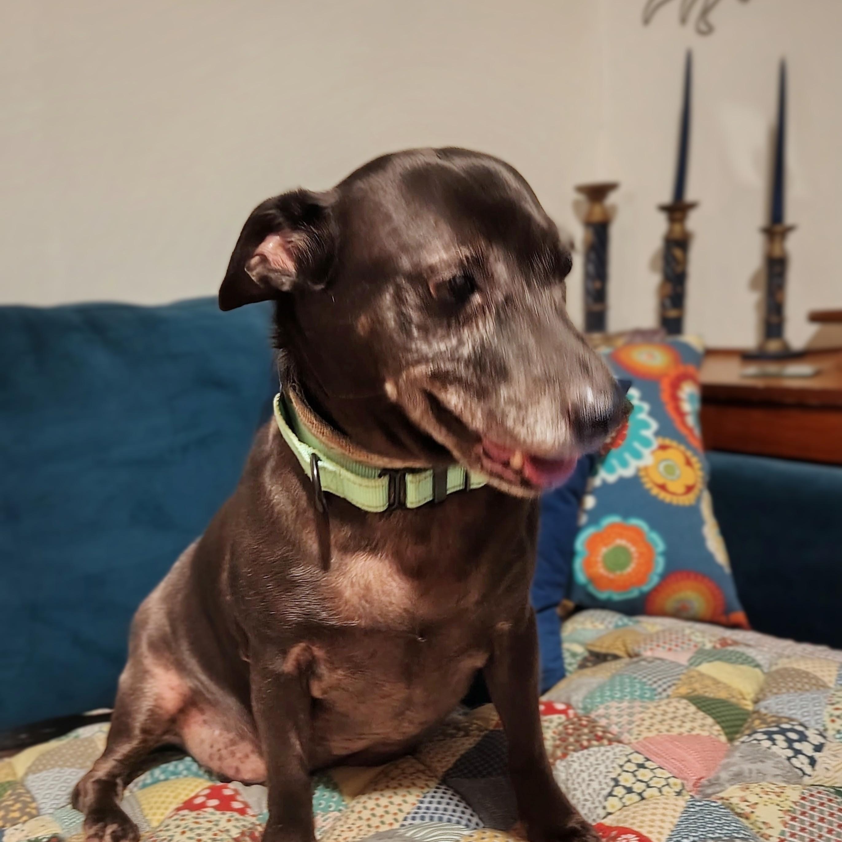 Ben, a Adoptable mixed breed in Baltimore, MD image 4/5