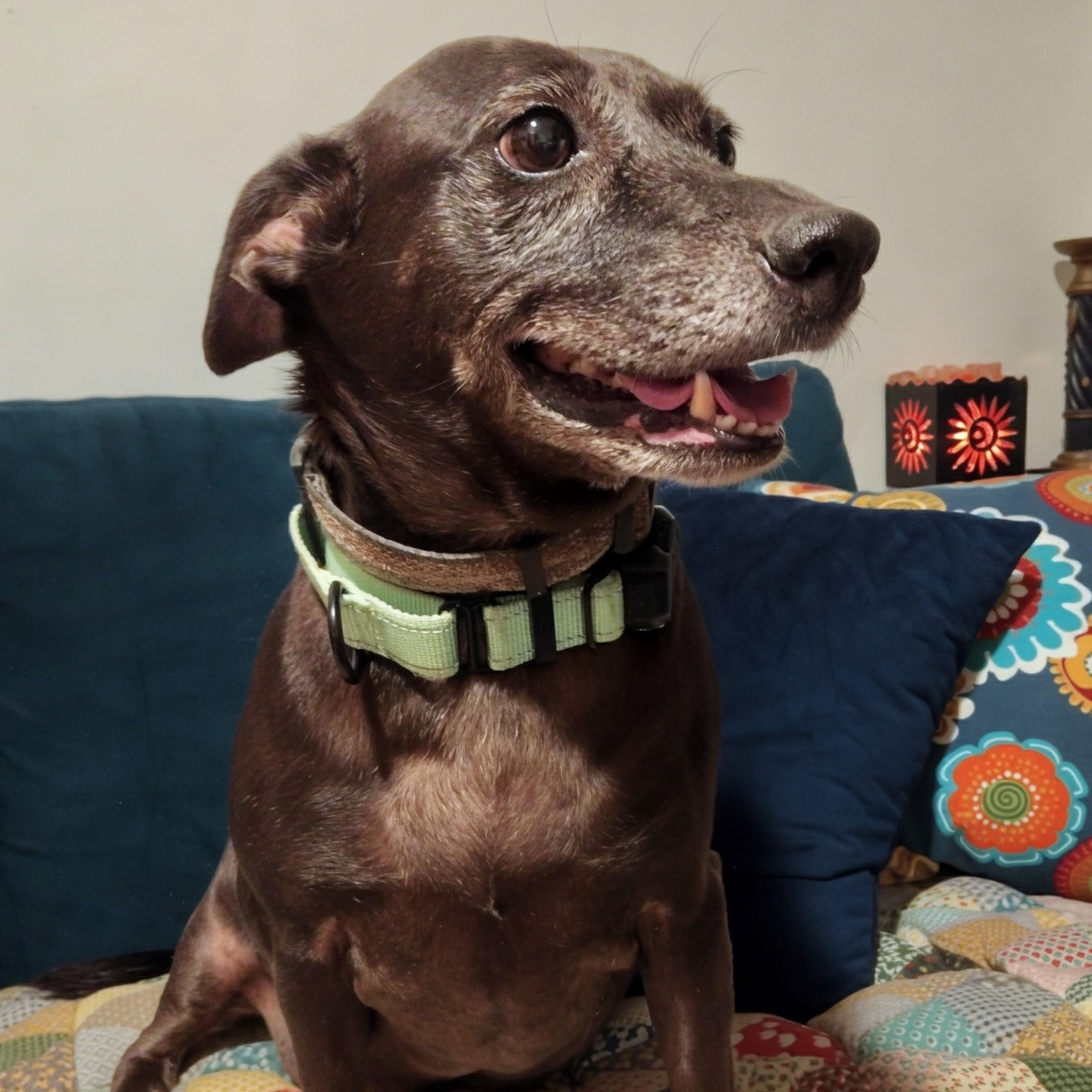 Ben, Adoptable, Adult Male Chihuahua.