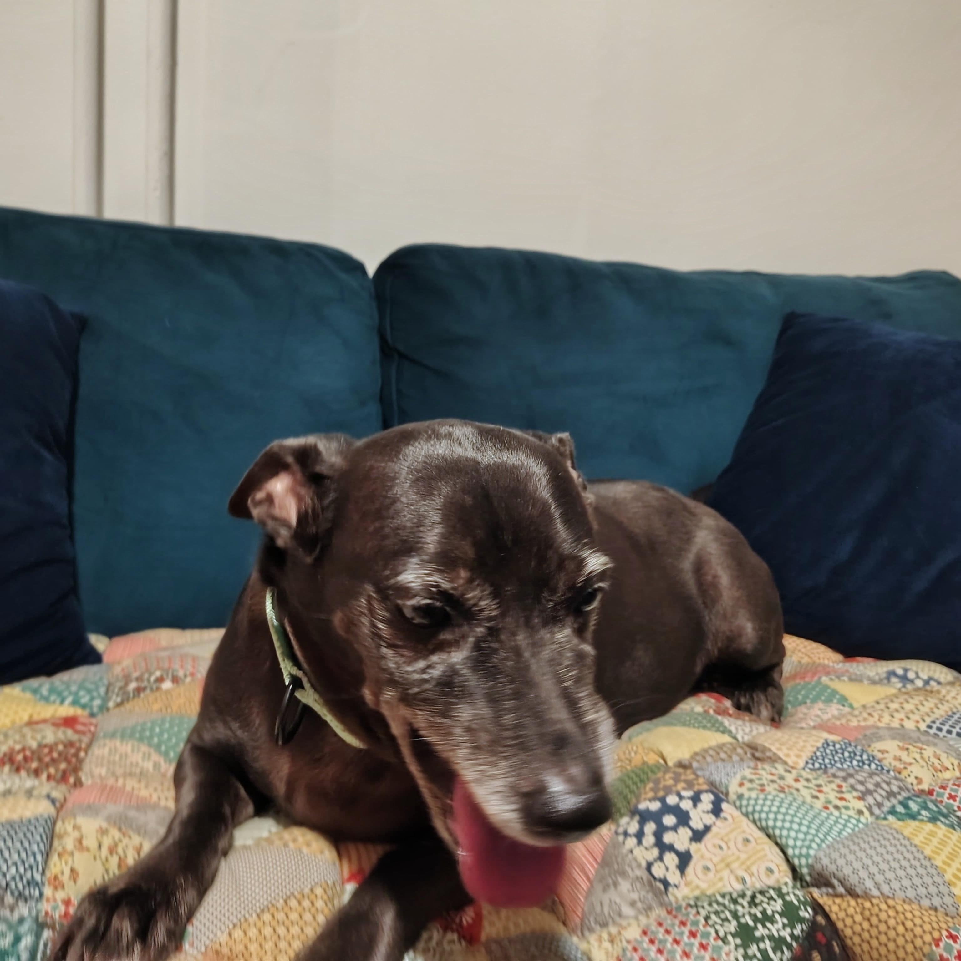 Ben, a Adoptable mixed breed in Baltimore, MD image 3/5