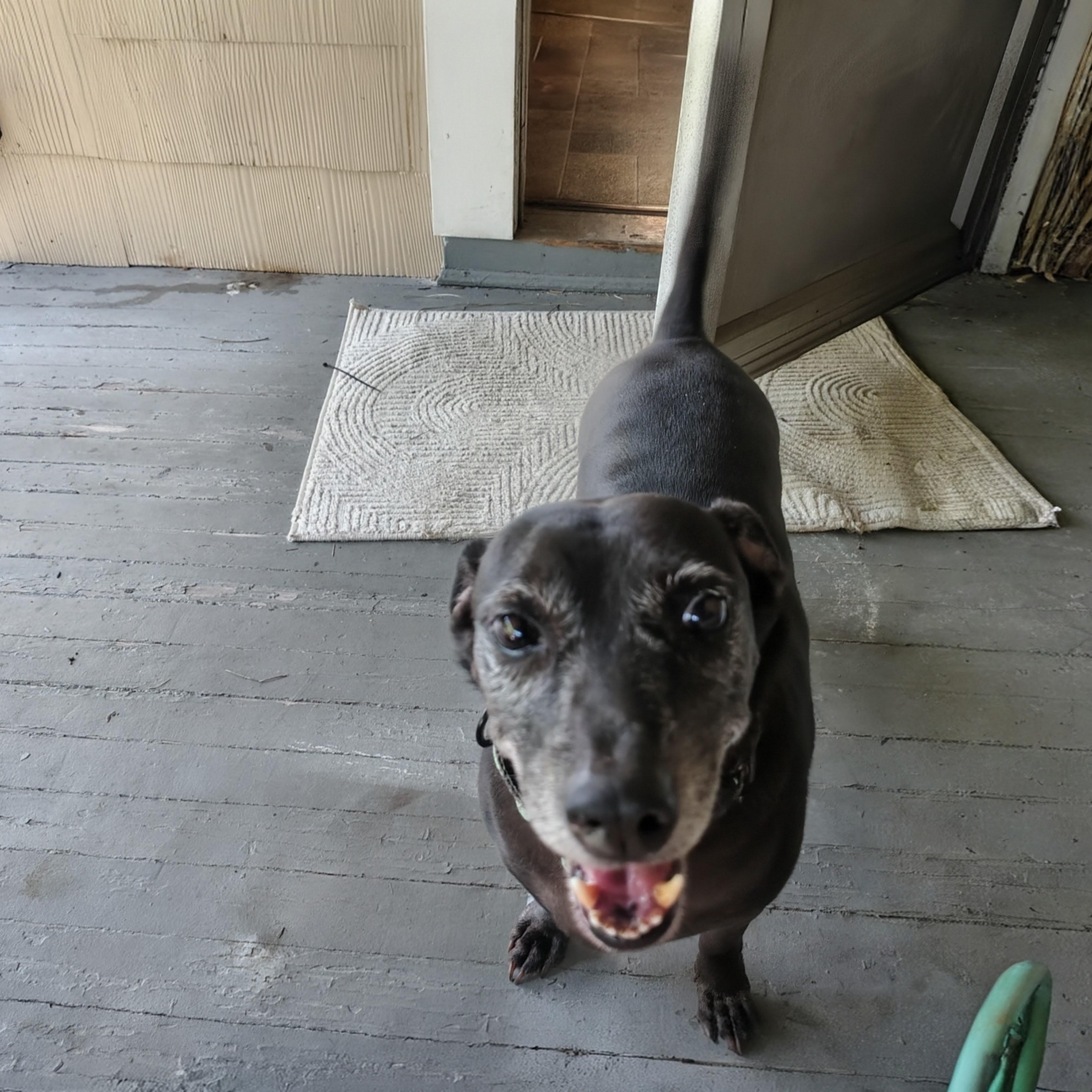 Ben, a Adoptable mixed breed in Baltimore, MD image 5/5