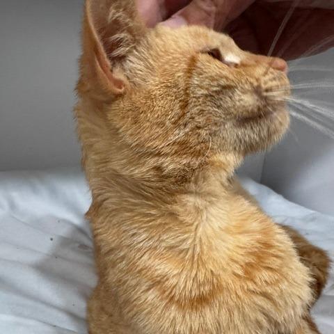 Lando, Adoptable, Young Male Domestic Short Hair.