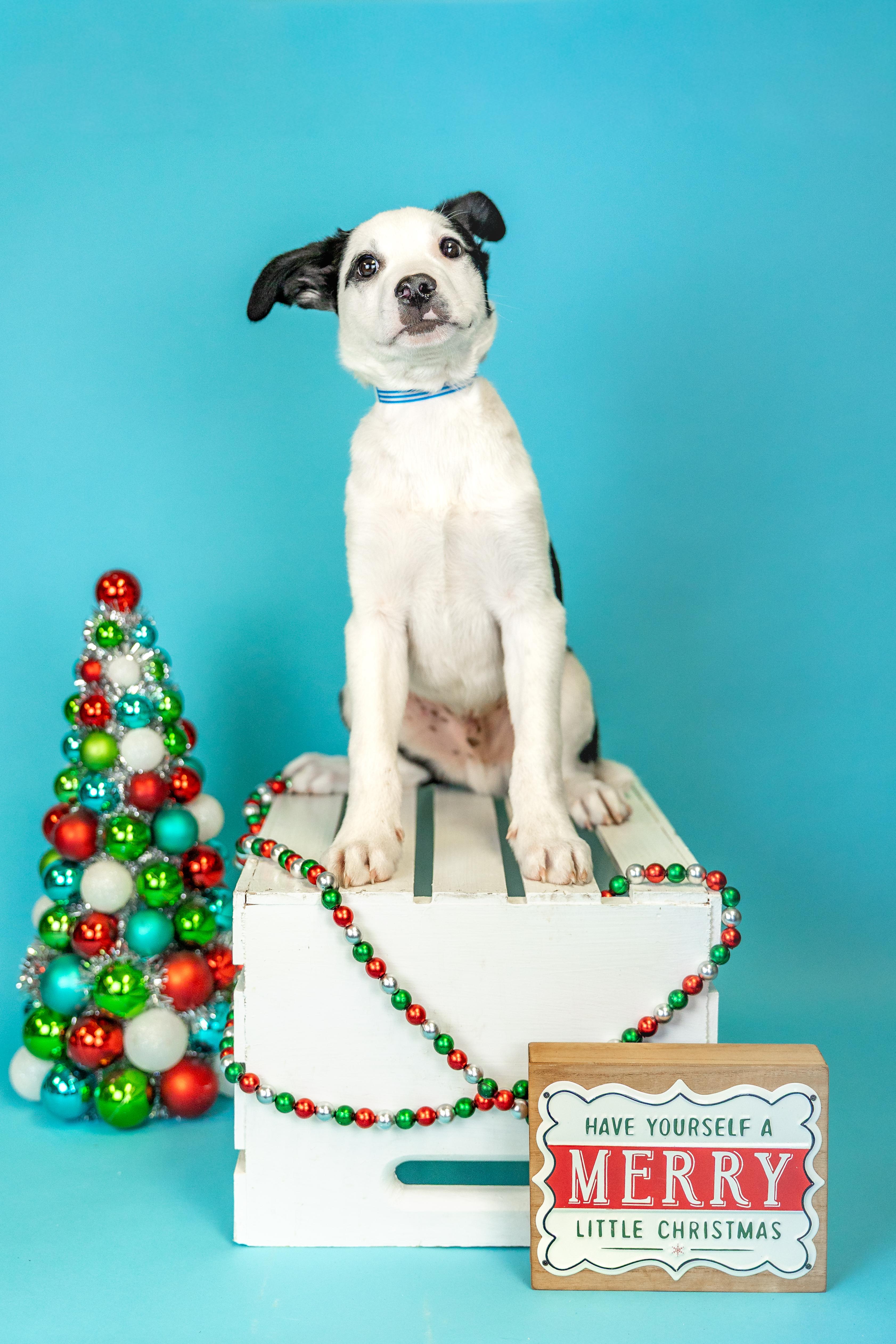 Enlarge #1009-25 (Marshmallow), a Adoptable mixed breed in Brighton, CO image 1/1