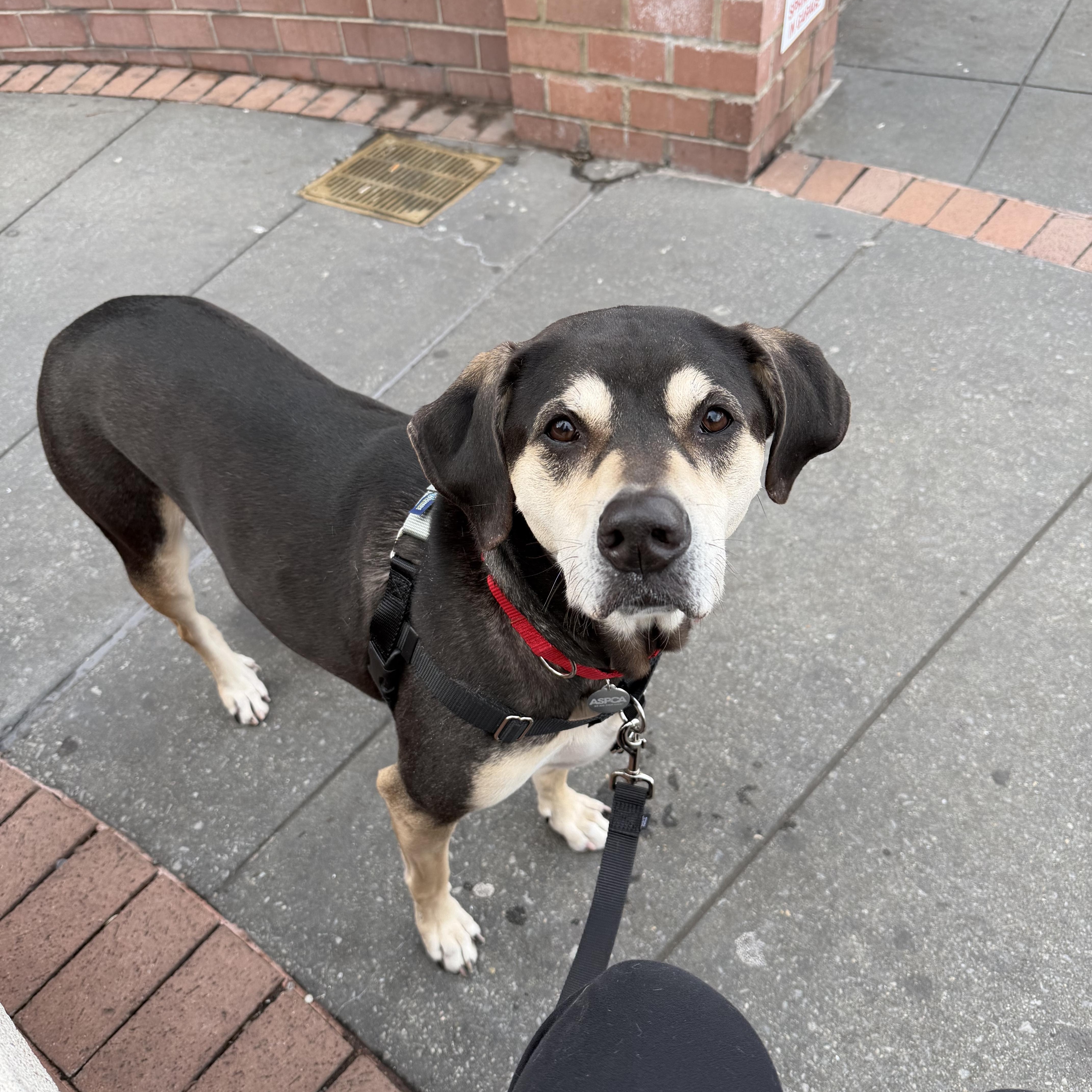 Enlarge Gretchen, a ADOPTABLE Mixed Breed in New Paltz, NY image 1/3