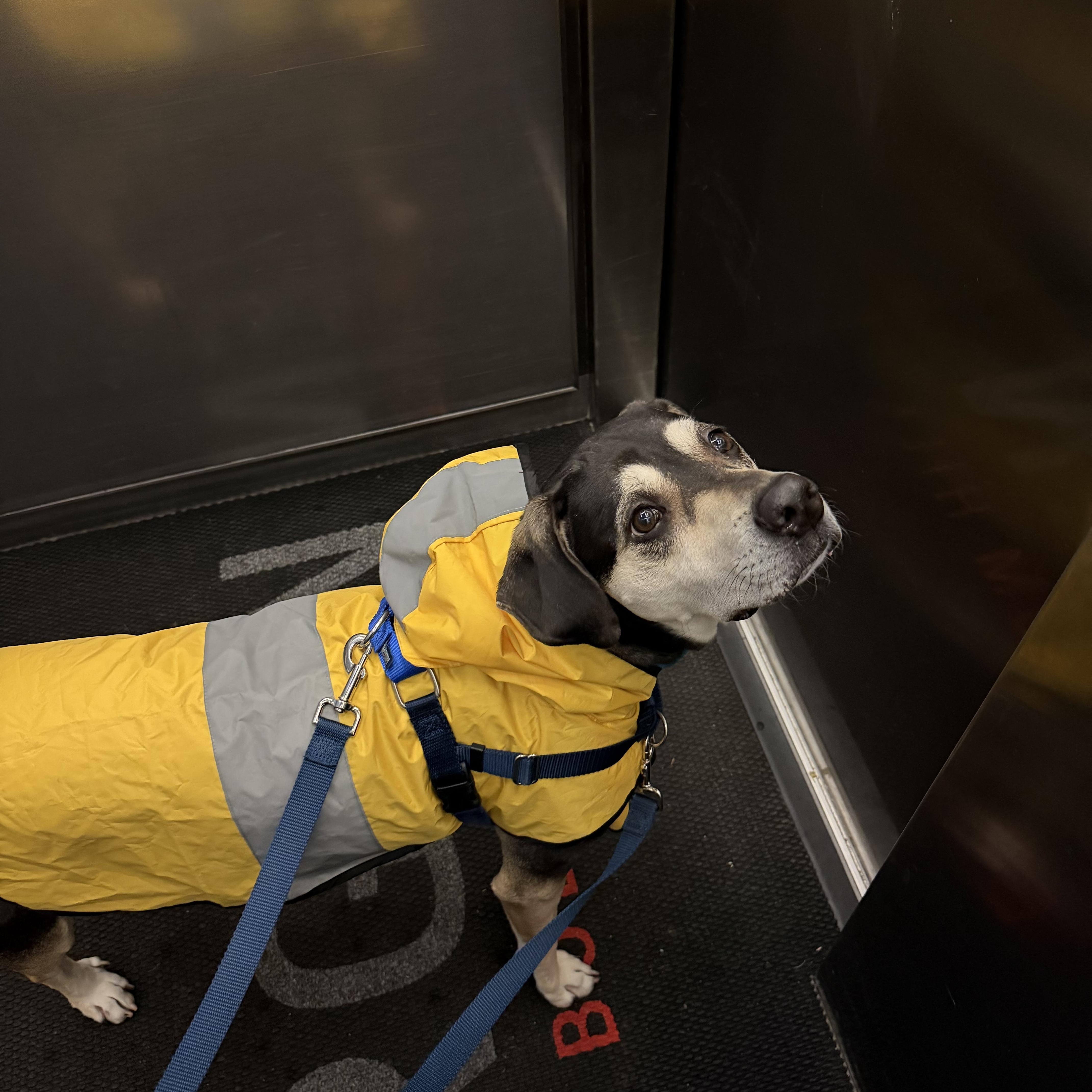 Enlarge Gretchen, a ADOPTABLE Mixed Breed in New Paltz, NY image 2/3