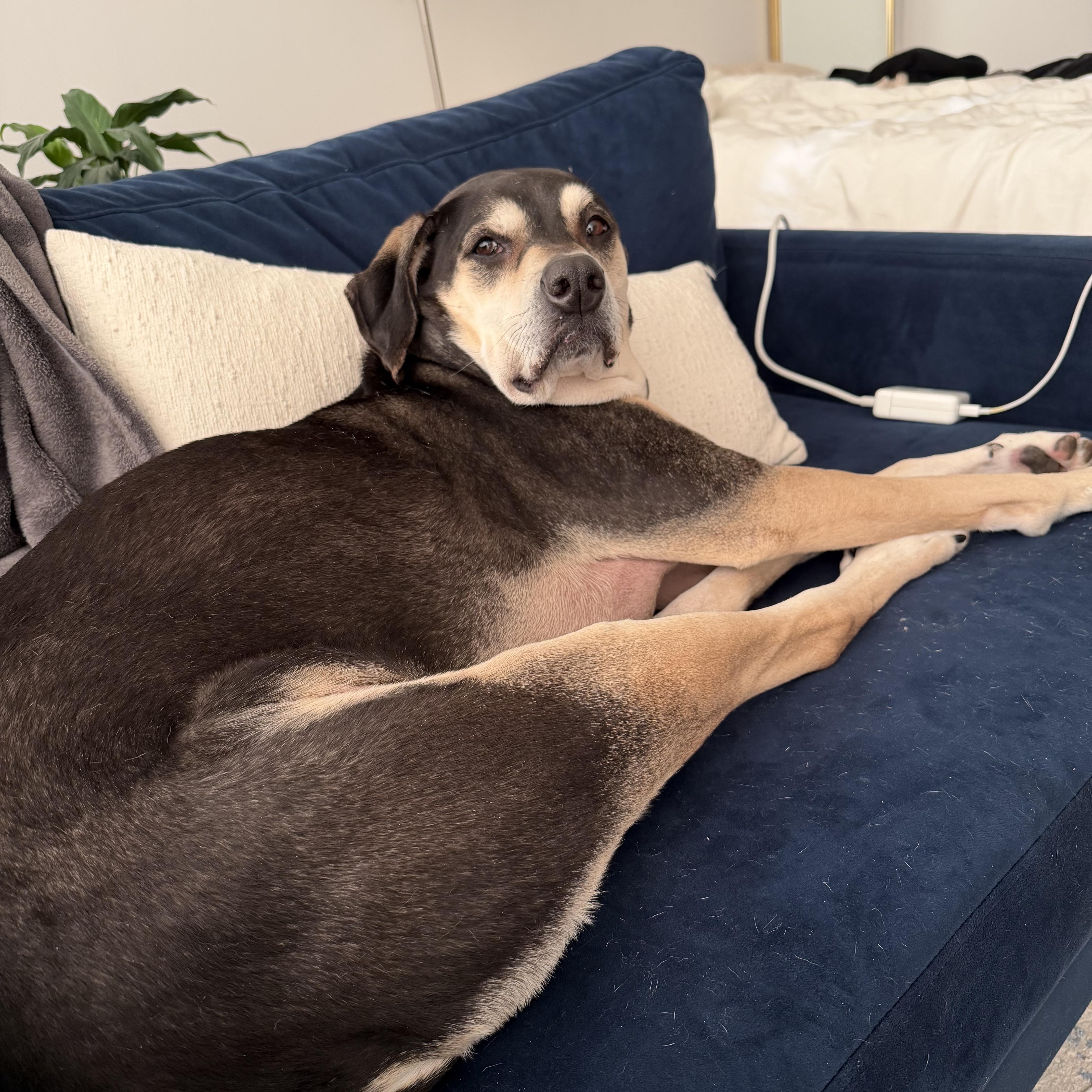 Enlarge Gretchen, a ADOPTABLE Mixed Breed in New Paltz, NY image 3/3