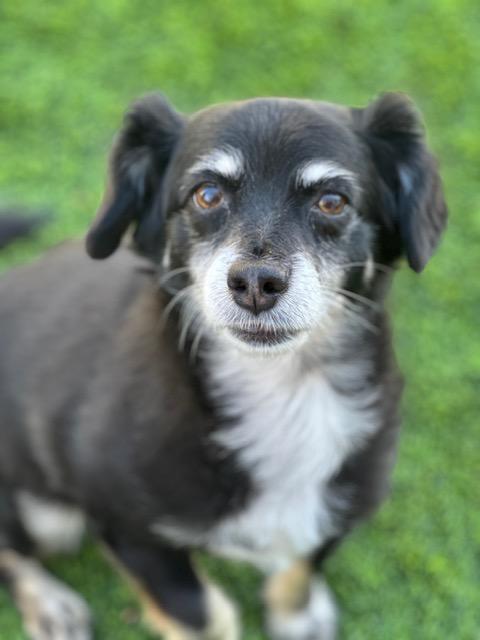 Gracie  -  Bonded With George  -  Las Vegas, Adoptable, Senior Female Chihuahua & Poodle.