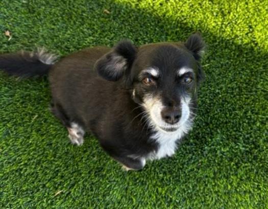 Enlarge Gracie  -  Bonded With George  -  Las Vegas, a Adoptable mixed breed in Los Angeles, CA image 2/3