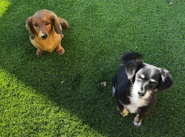 Enlarge Gracie  -  Bonded With George  -  Las Vegas, a Adoptable mixed breed in Los Angeles, CA image 3/3