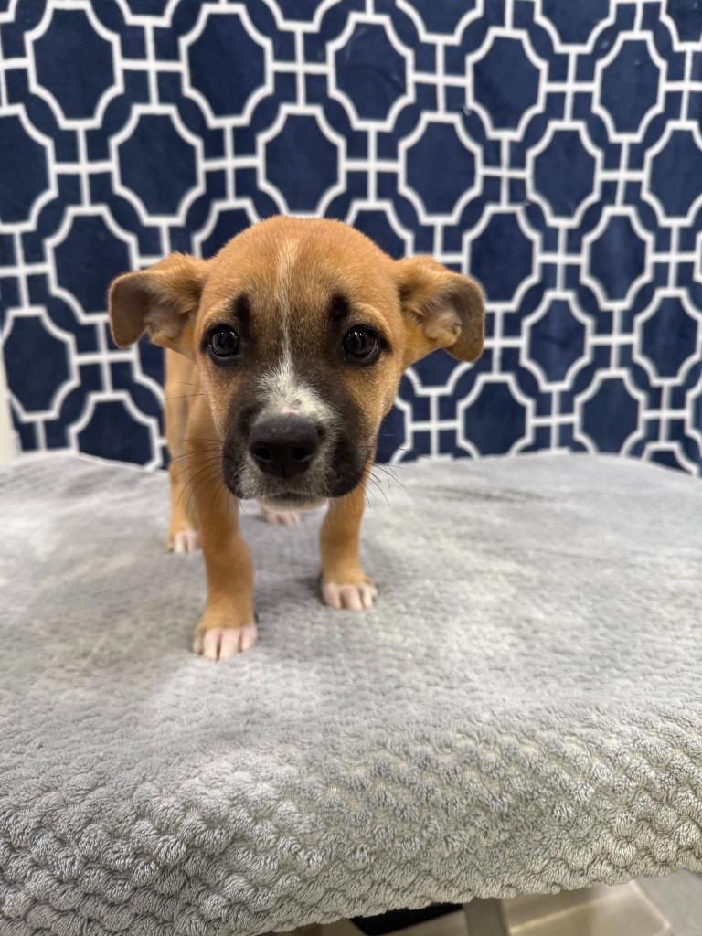 Dani, Adopted, Puppy Female German Shepherd Dog.