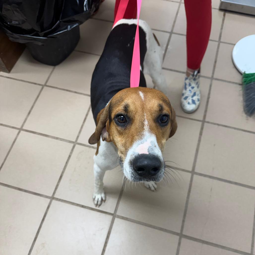 Enlarge Bud, a Adoptable mixed breed in Starkville, MS image 1/1