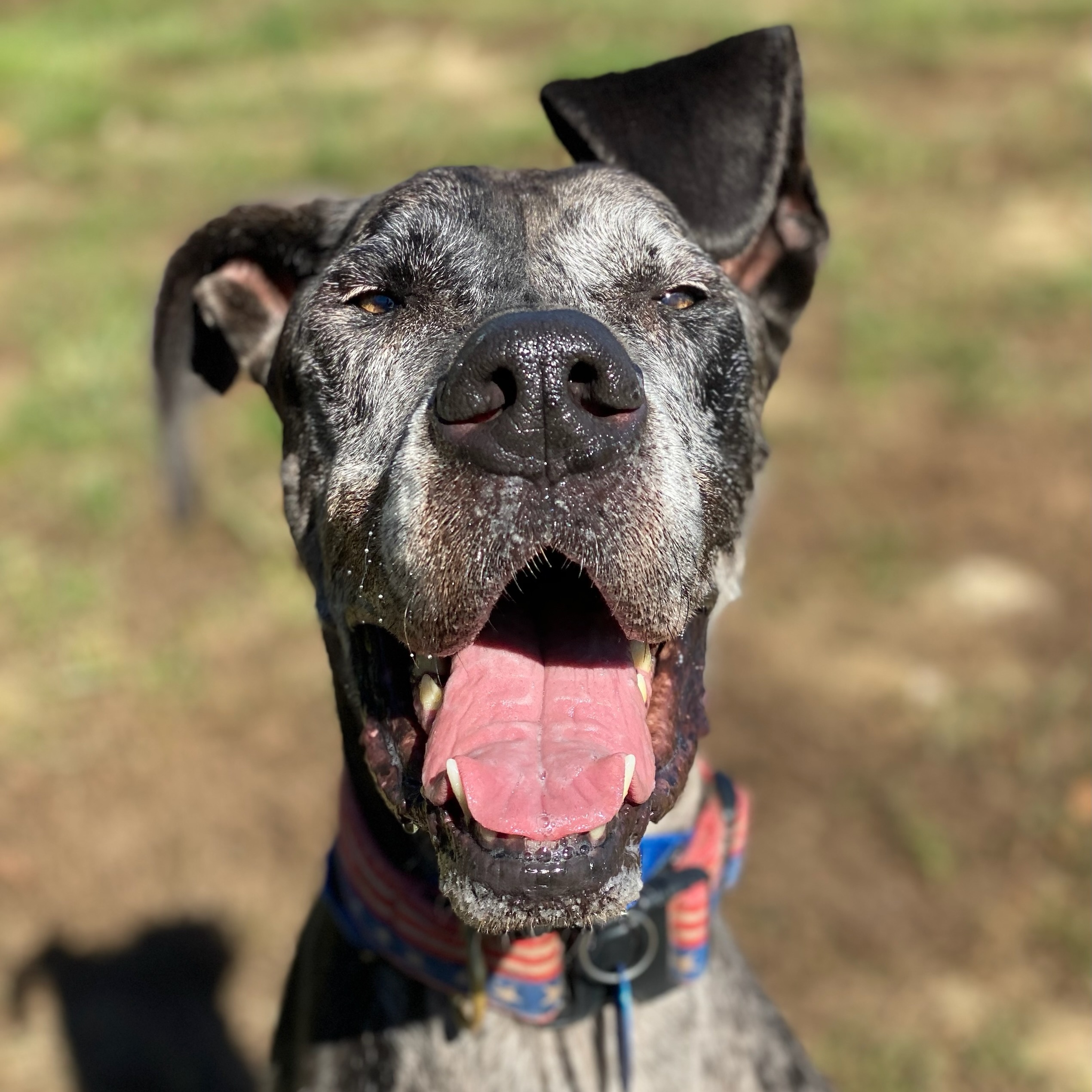 Dog for adoption Jackson (ID 44015/2923), a Great Dane in Manassas