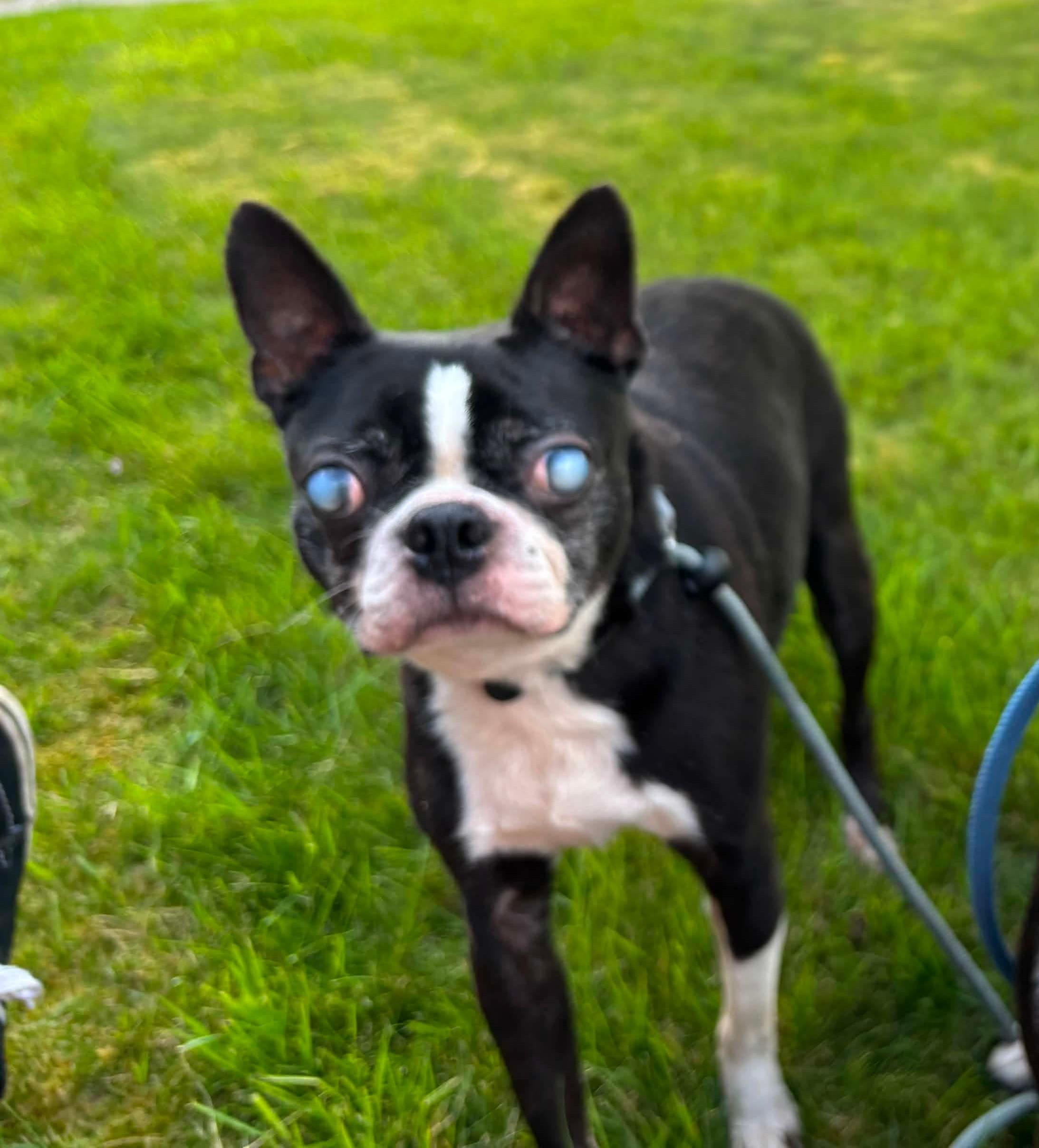 Enlarge Bane, a ADOPTABLE Boston Terrier in Tacoma, WA image 2/3