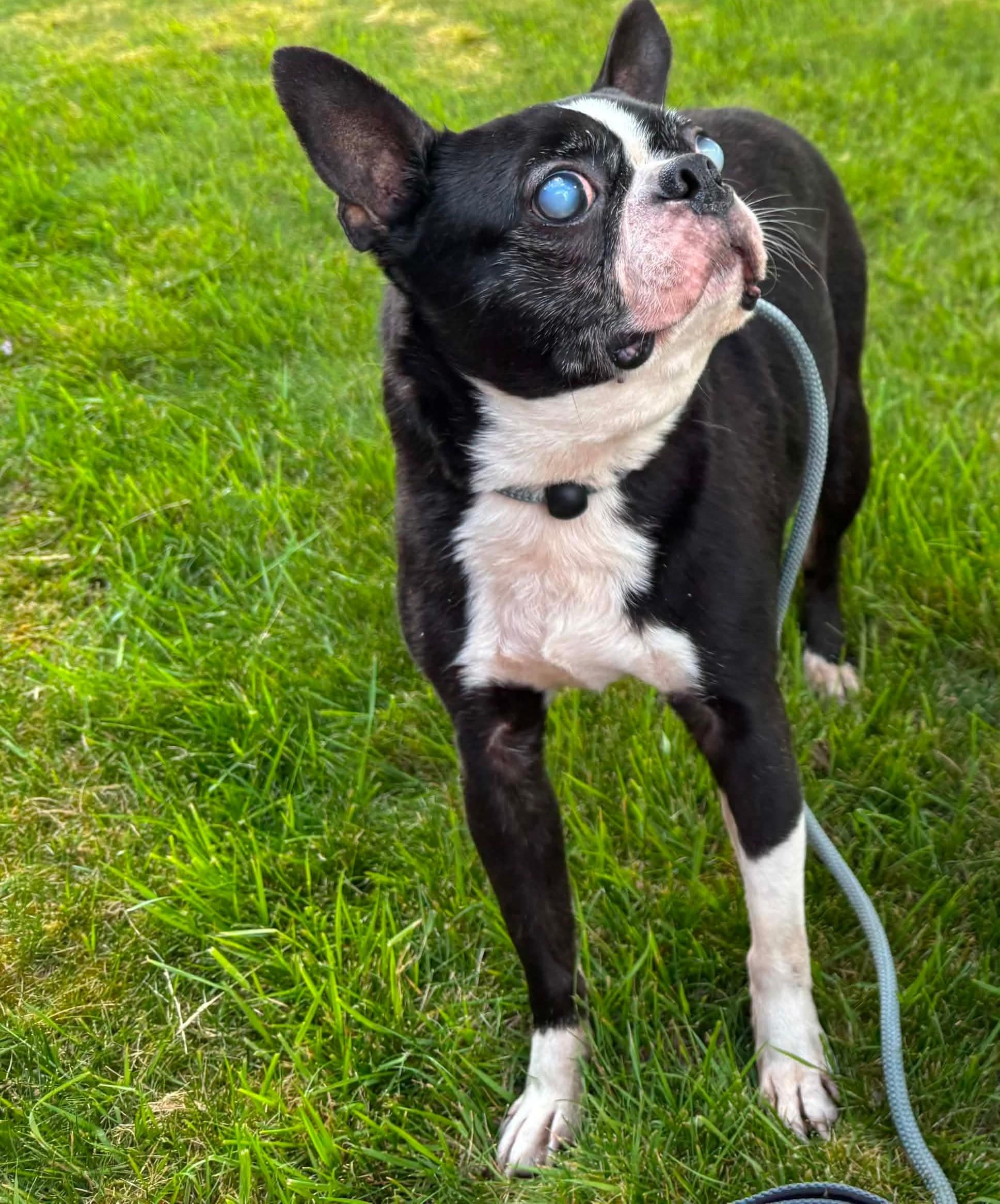 Bane, ADOPTABLE, Senior Male Boston Terrier.