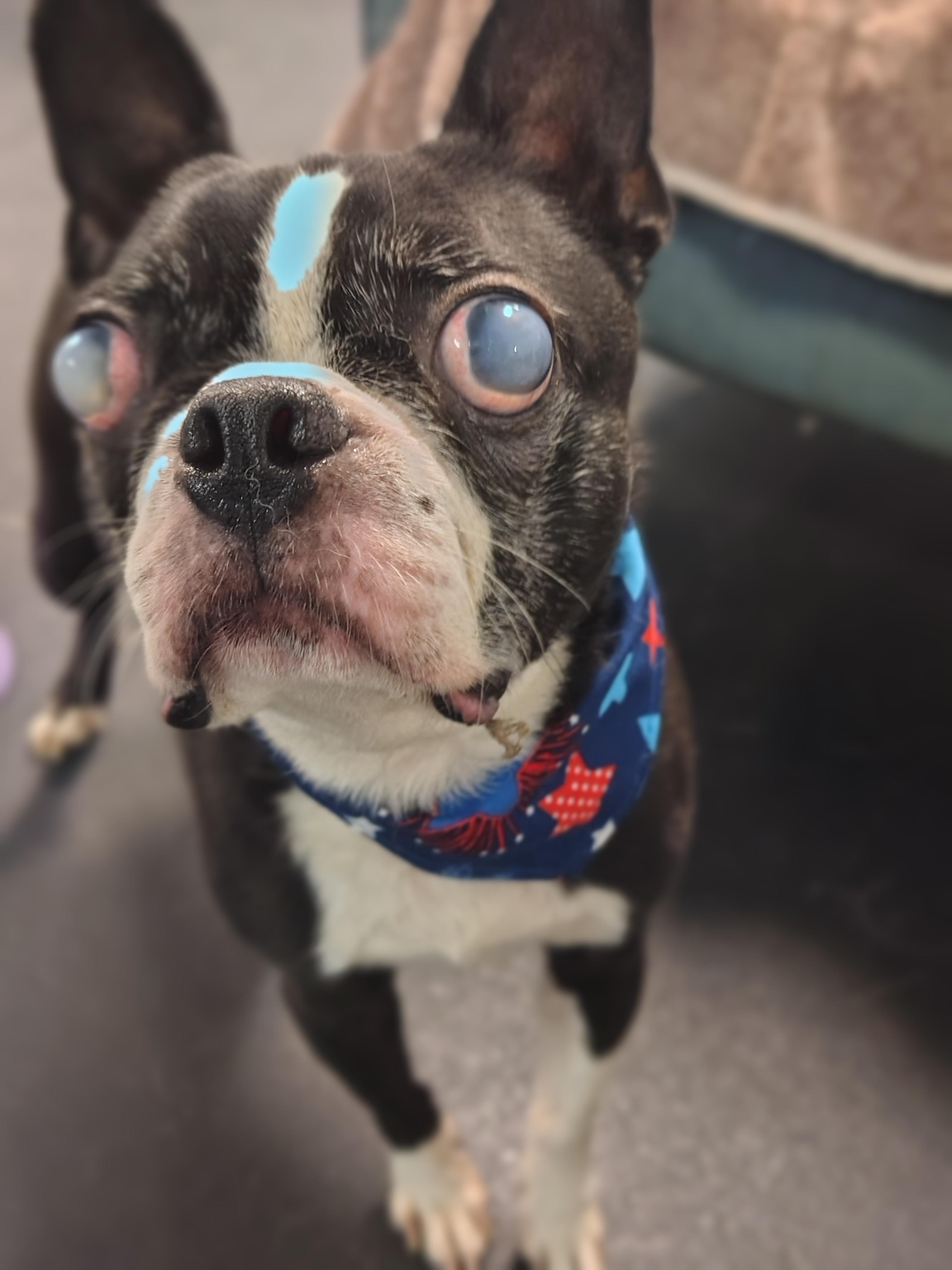 Enlarge Bane, a ADOPTABLE Boston Terrier in Tacoma, WA image 3/3