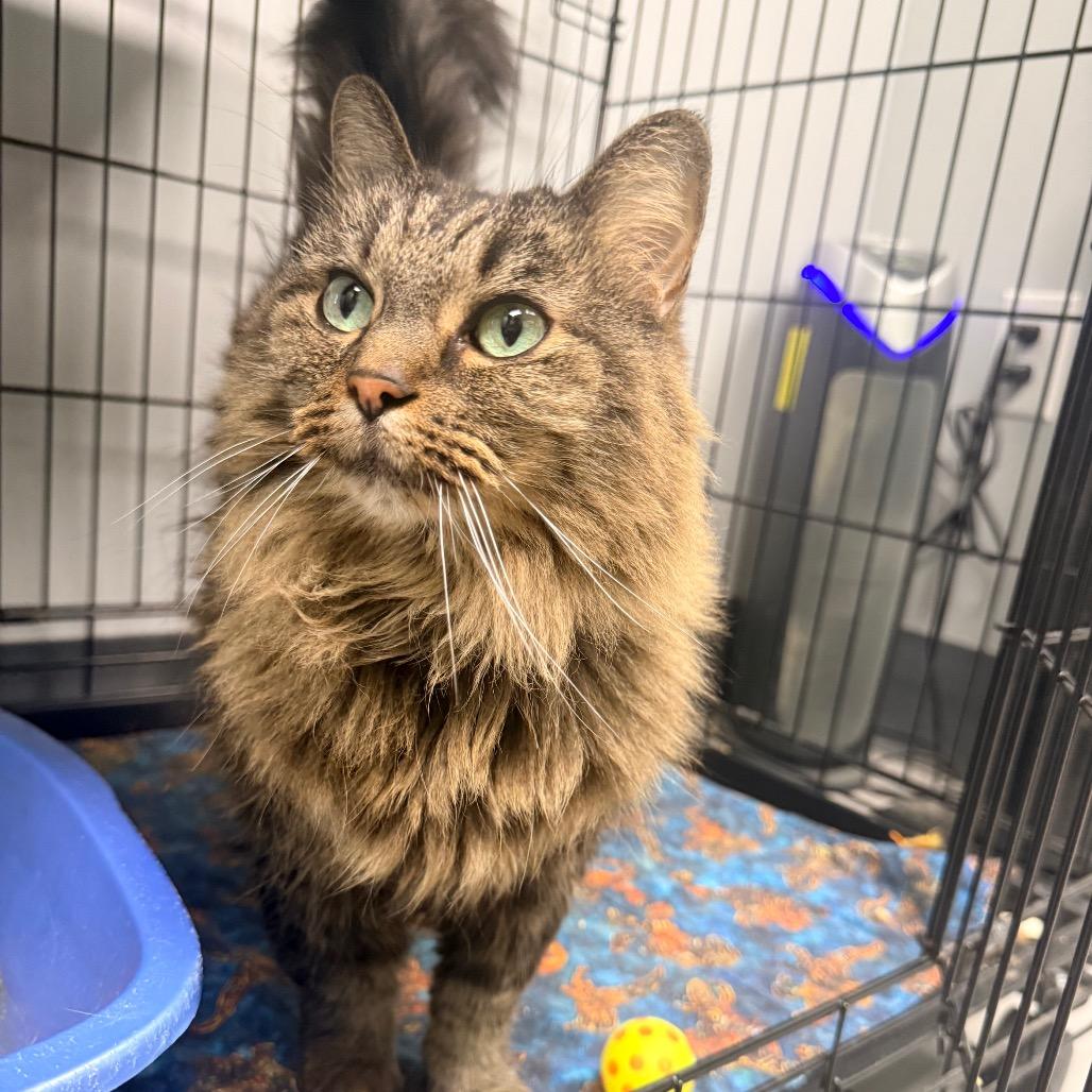 Minx, Adoptable, Senior Female Maine Coon & Domestic Long Hair.