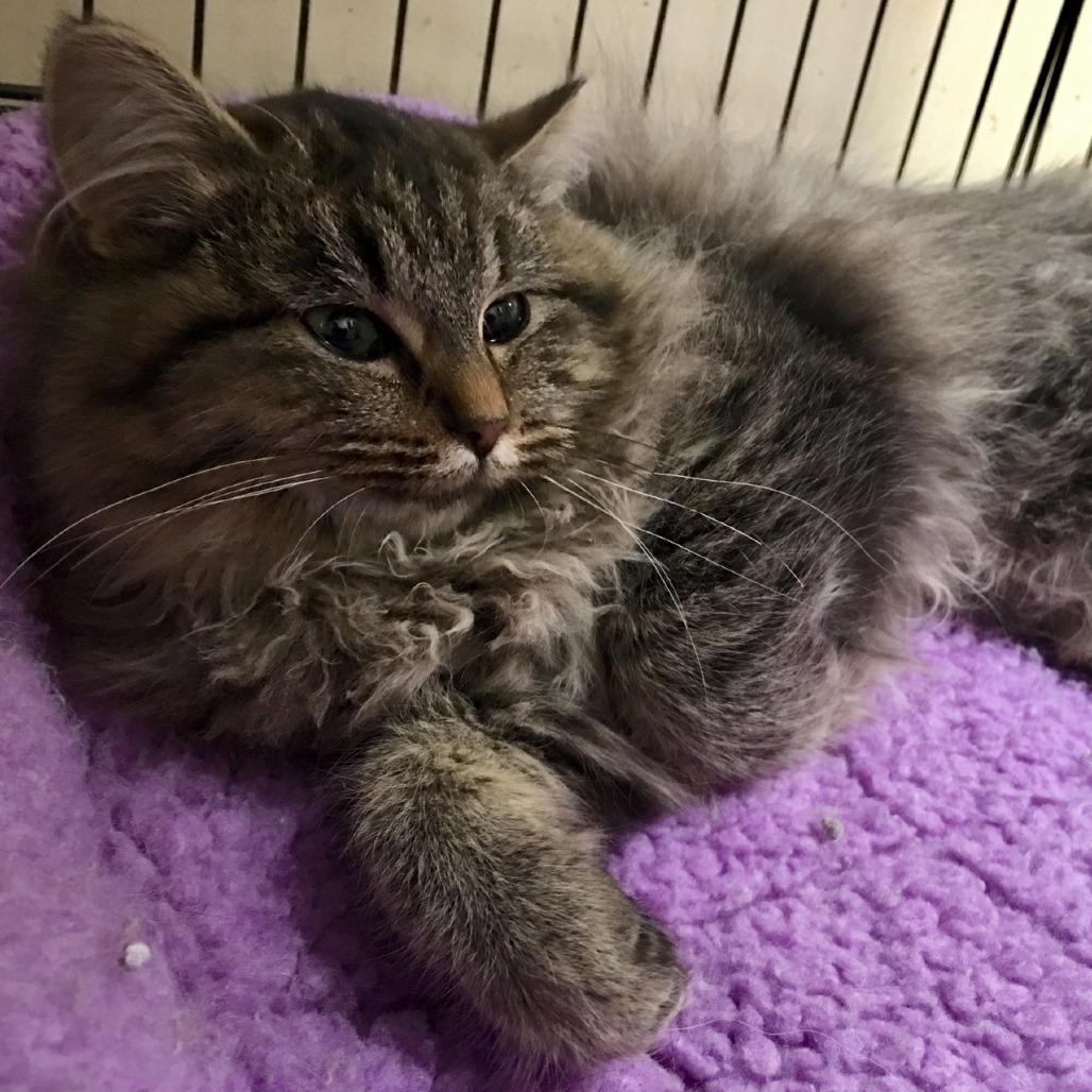 Enlarge Minx, a Adoptable mixed breed in Georgetown, KY image 2/3