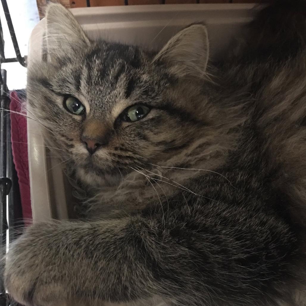 Enlarge Minx, a Adoptable mixed breed in Georgetown, KY image 3/3
