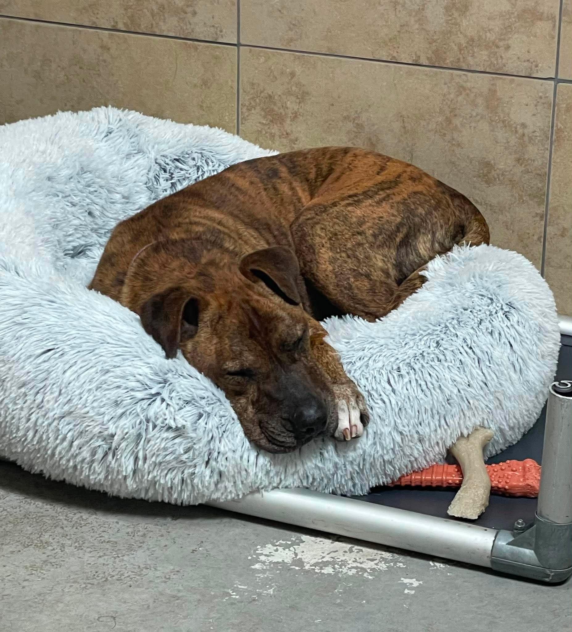 Enlarge Mosaic, a ADOPTABLE mixed breed in Phoenix, AZ image 5/6