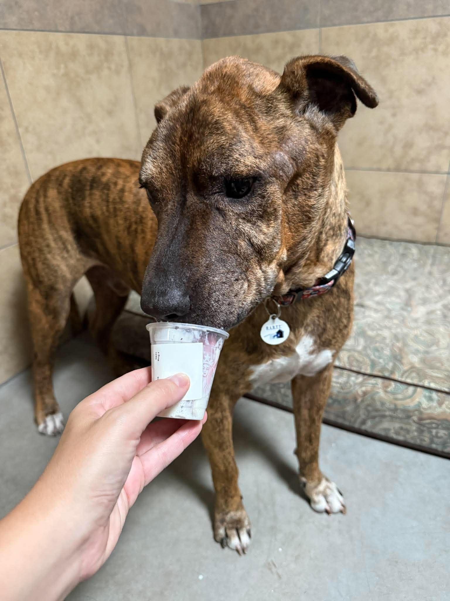 Enlarge Mosaic, a Adoptable mixed breed in Phoenix, AZ image 1/6