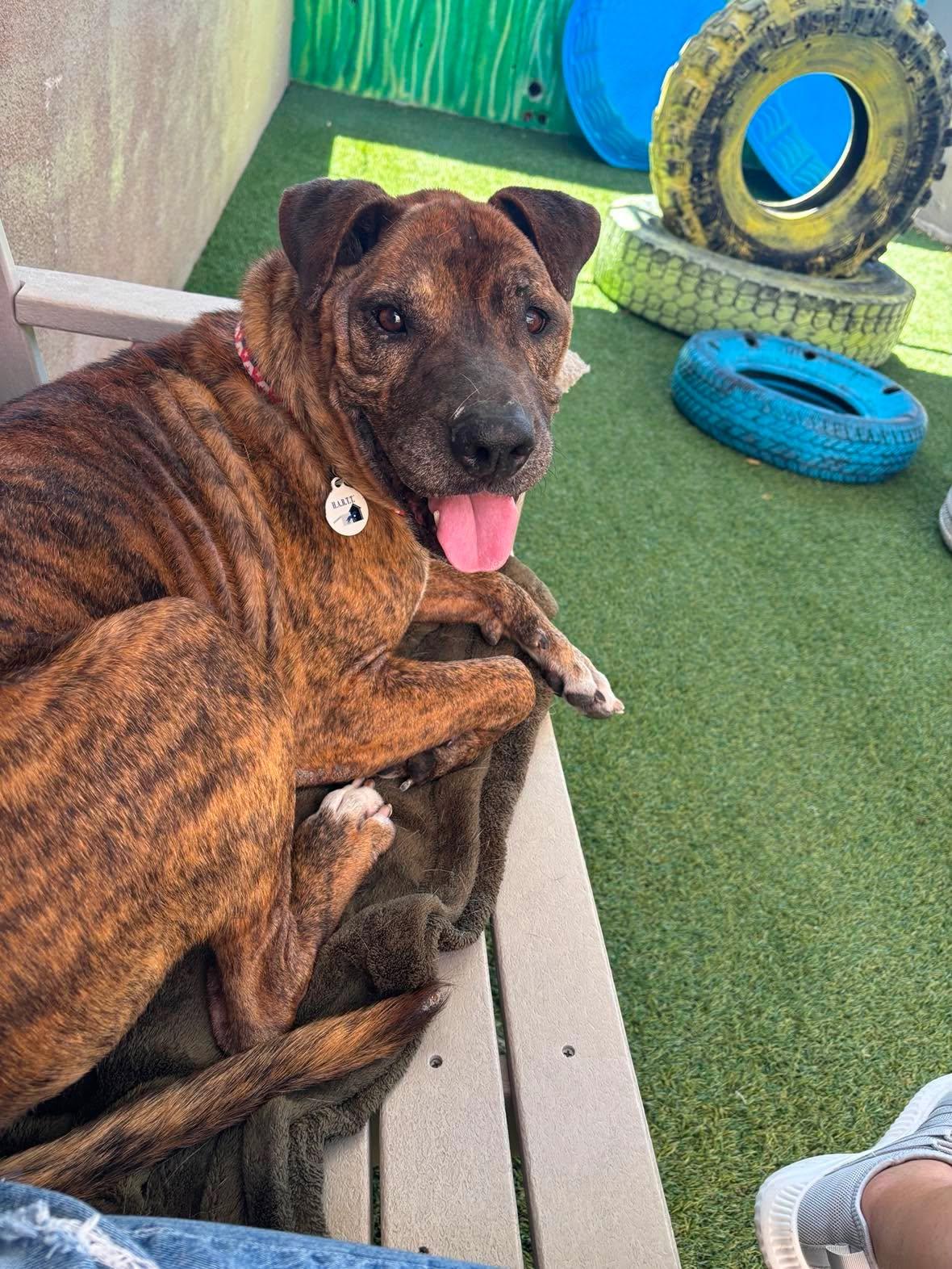 Enlarge Mosaic, a ADOPTABLE mixed breed in Phoenix, AZ image 2/6