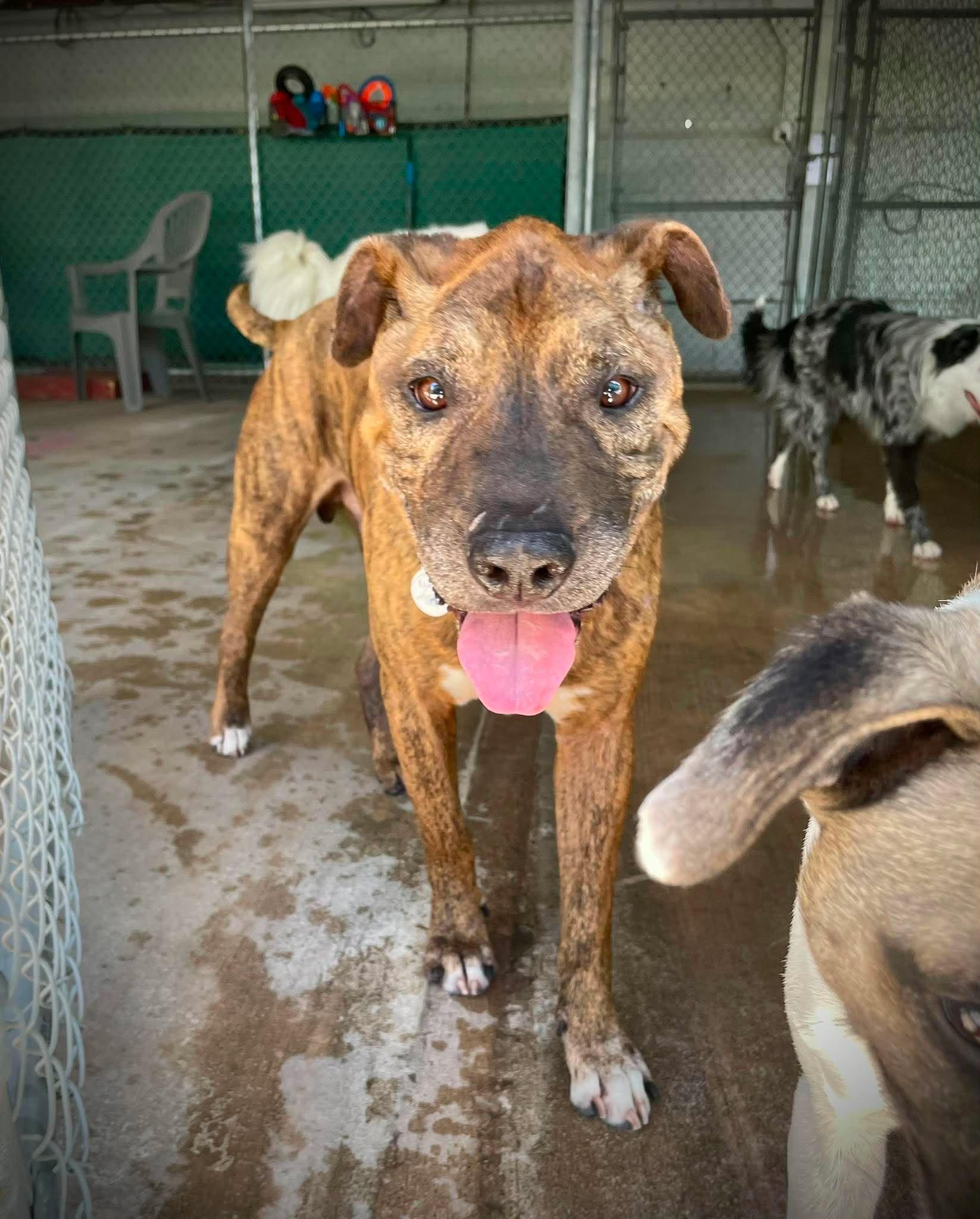 Enlarge Mosaic, a ADOPTABLE mixed breed in Phoenix, AZ image 4/6