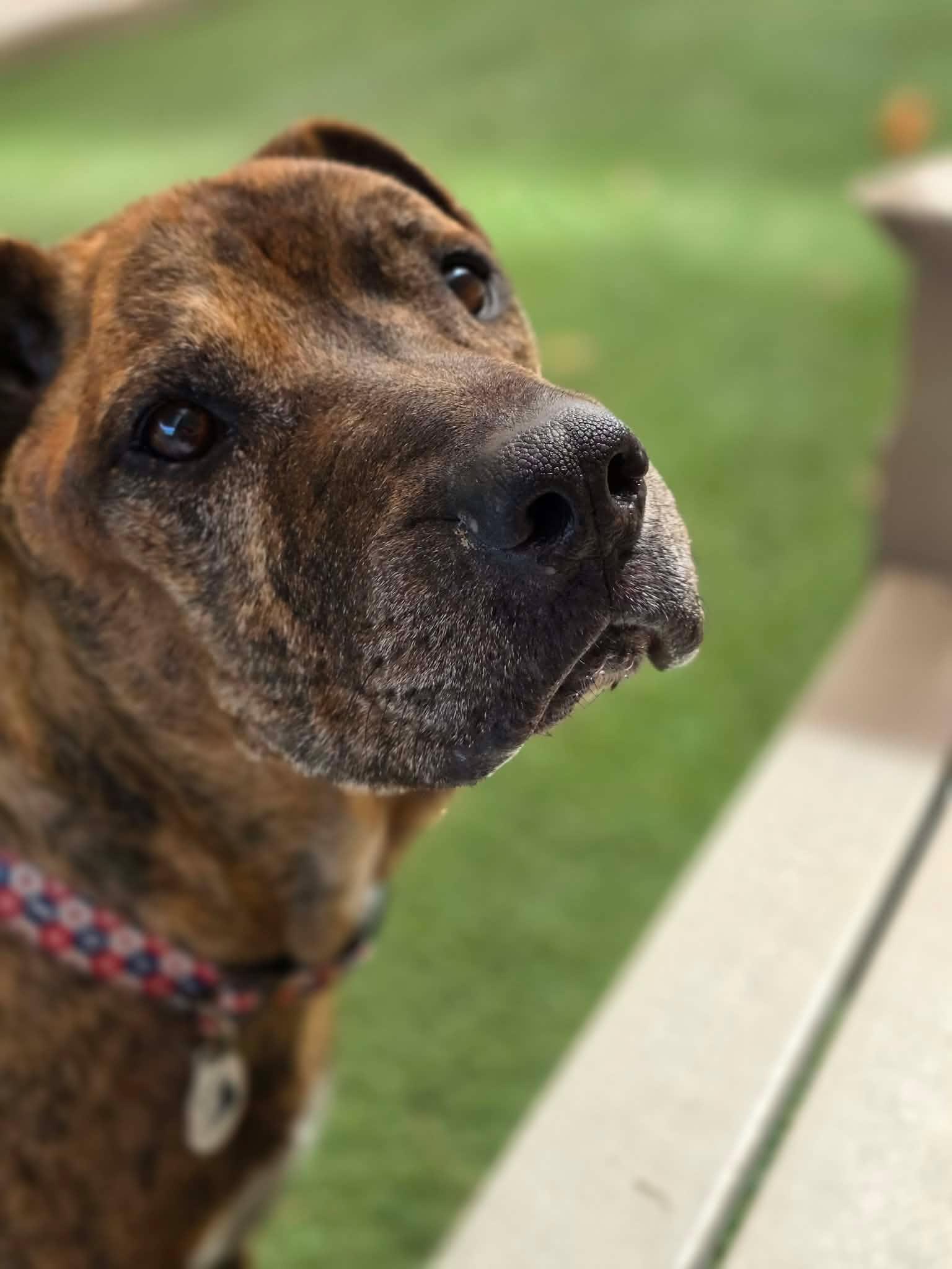 Mosaic, ADOPTABLE, Senior Male Boxer.