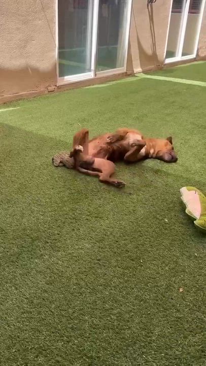 Enlarge Mosaic, a ADOPTABLE mixed breed in Phoenix, AZ video 3/6