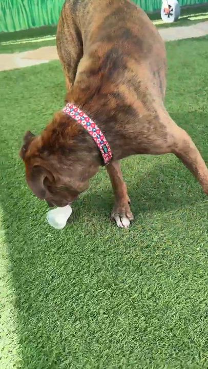Enlarge Mosaic, a ADOPTABLE mixed breed in Phoenix, AZ video 6/6