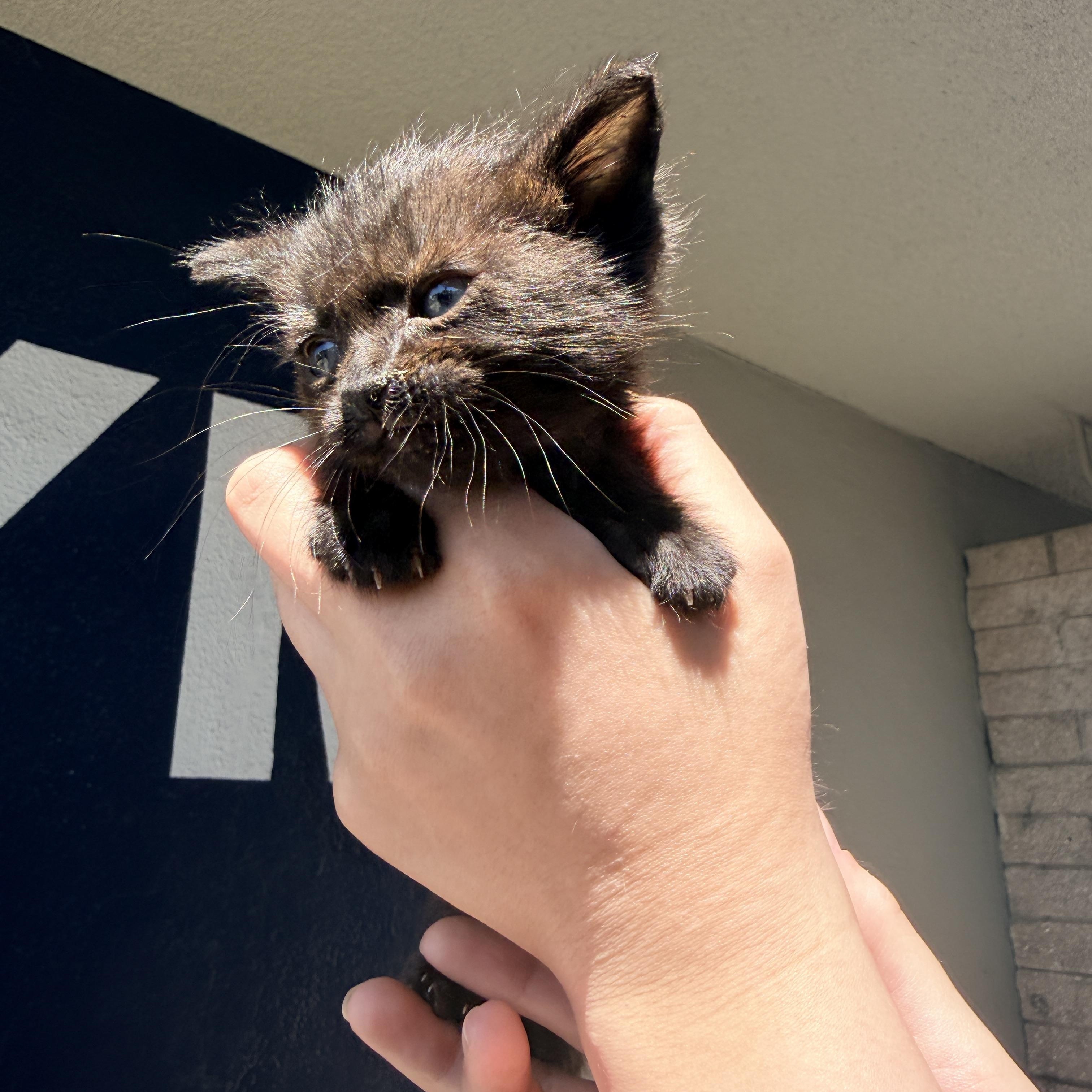 June, a ADOPTABLE Domestic Short Hair in Penryn, CA image 3/3