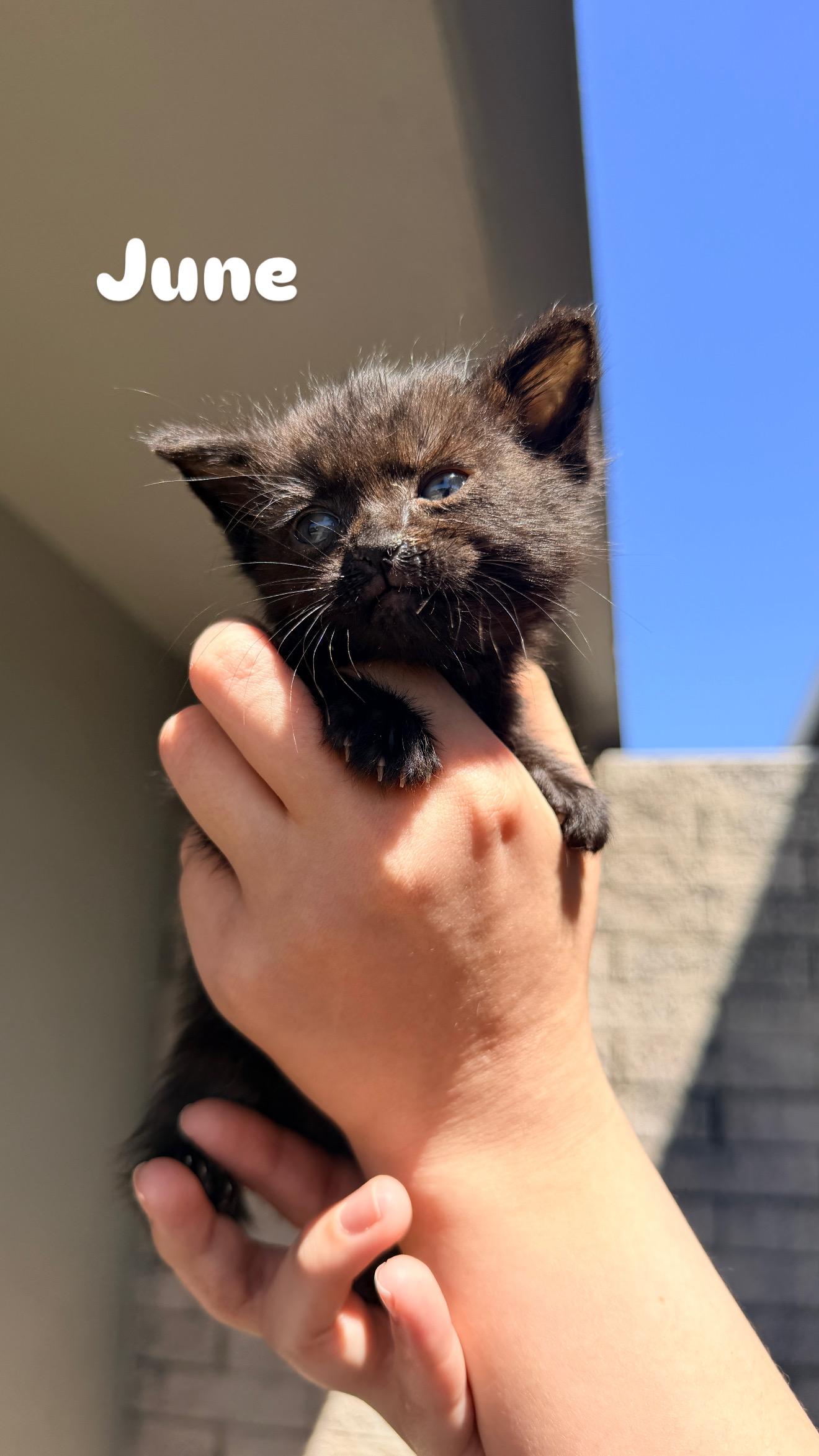 June, ADOPTABLE, Kitten Female Domestic Short Hair.