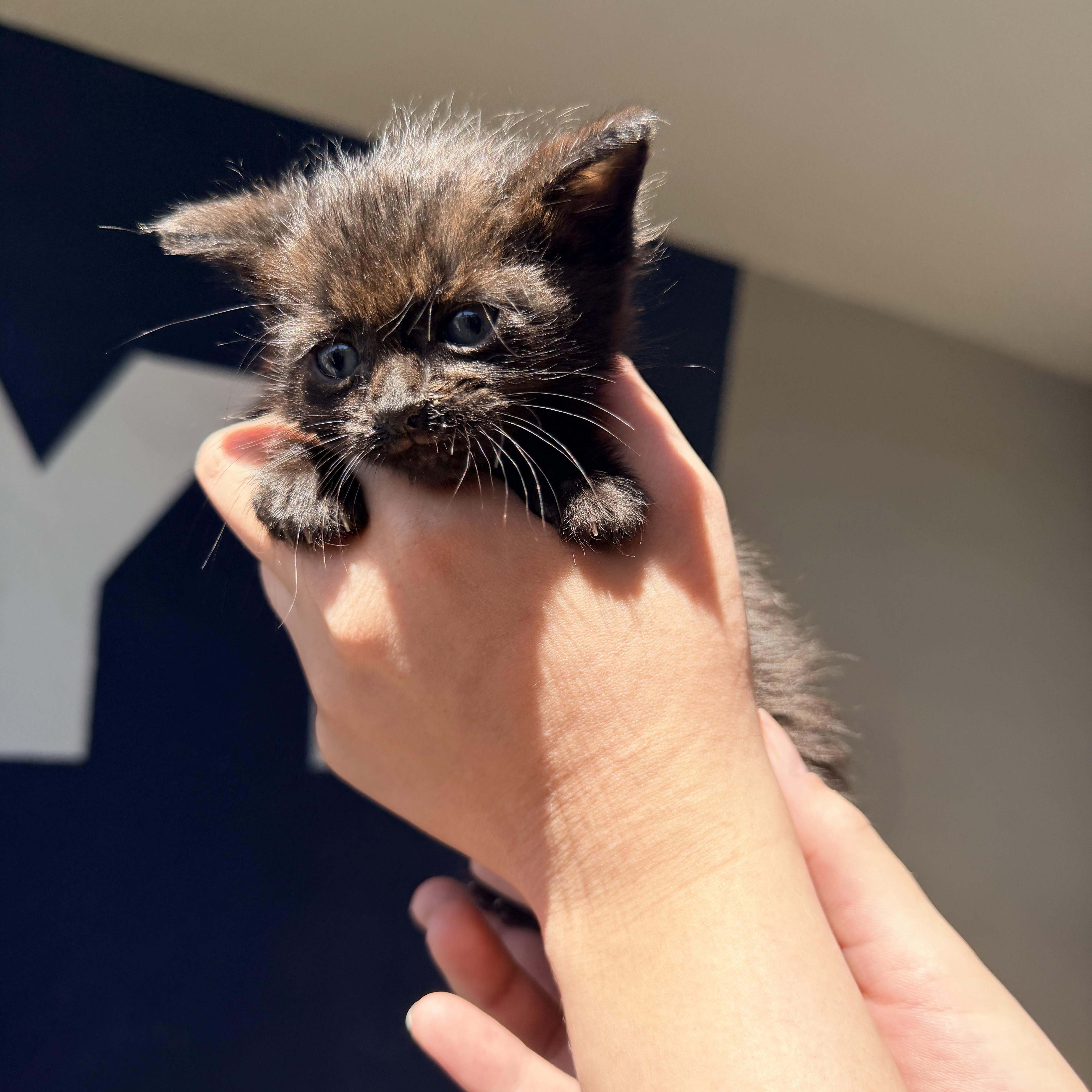 June, a ADOPTABLE Domestic Short Hair in Penryn, CA image 2/3