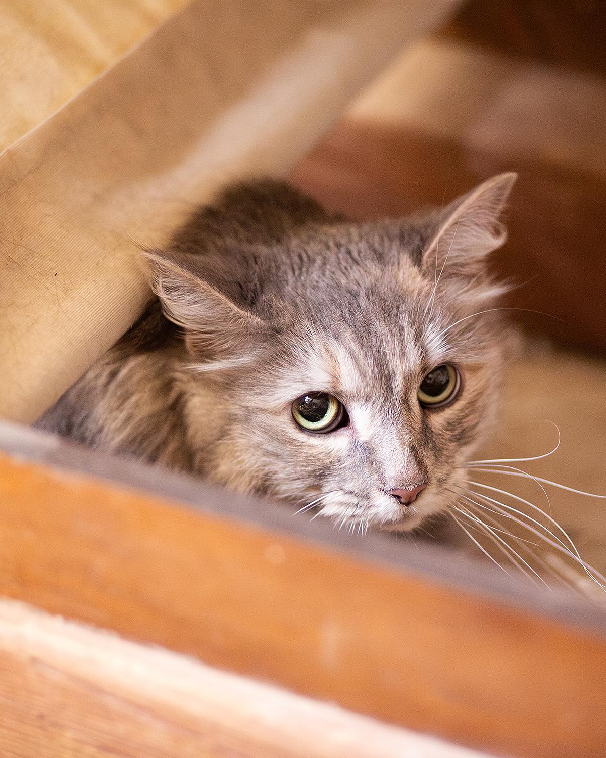 Double, adopted, Senior Female Domestic Medium Hair.